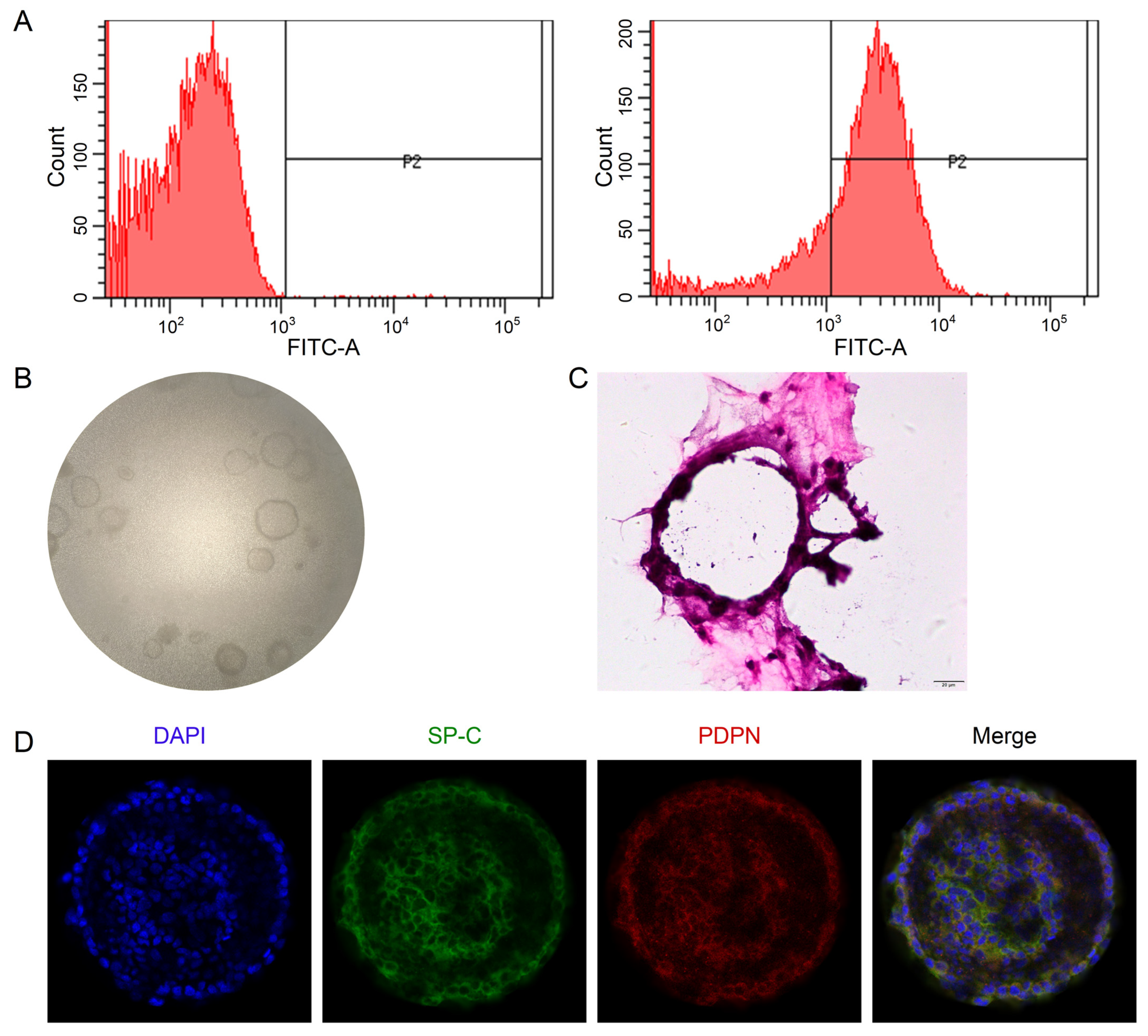 Ijms 24 10122 g004 Ijms 24 10122 g004