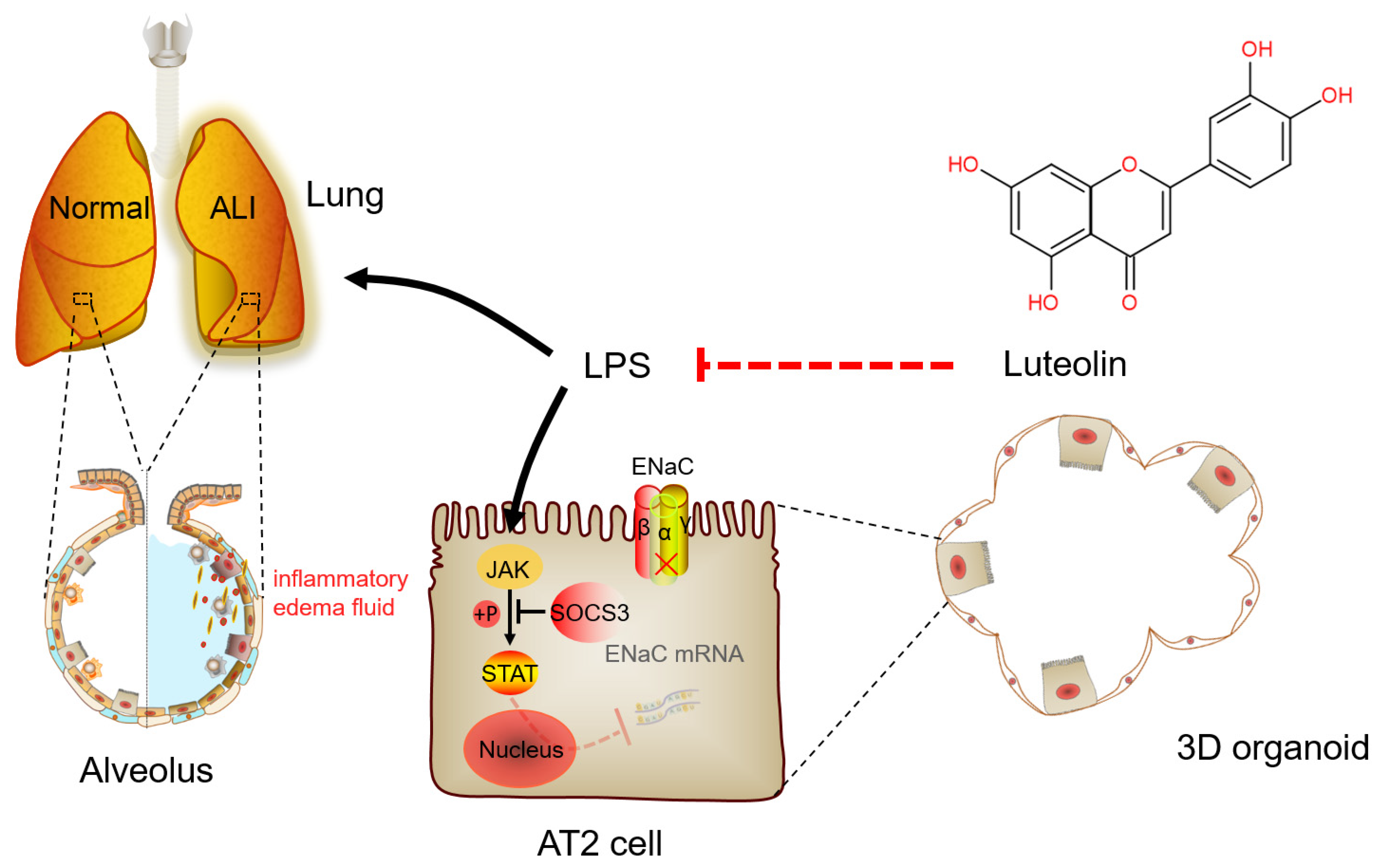 Ijms 24 10122 g009 Ijms 24 10122 g009