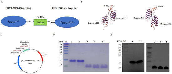 Novel Bifunctional Affibody Molecules with Specific Binding to Both EBV ...