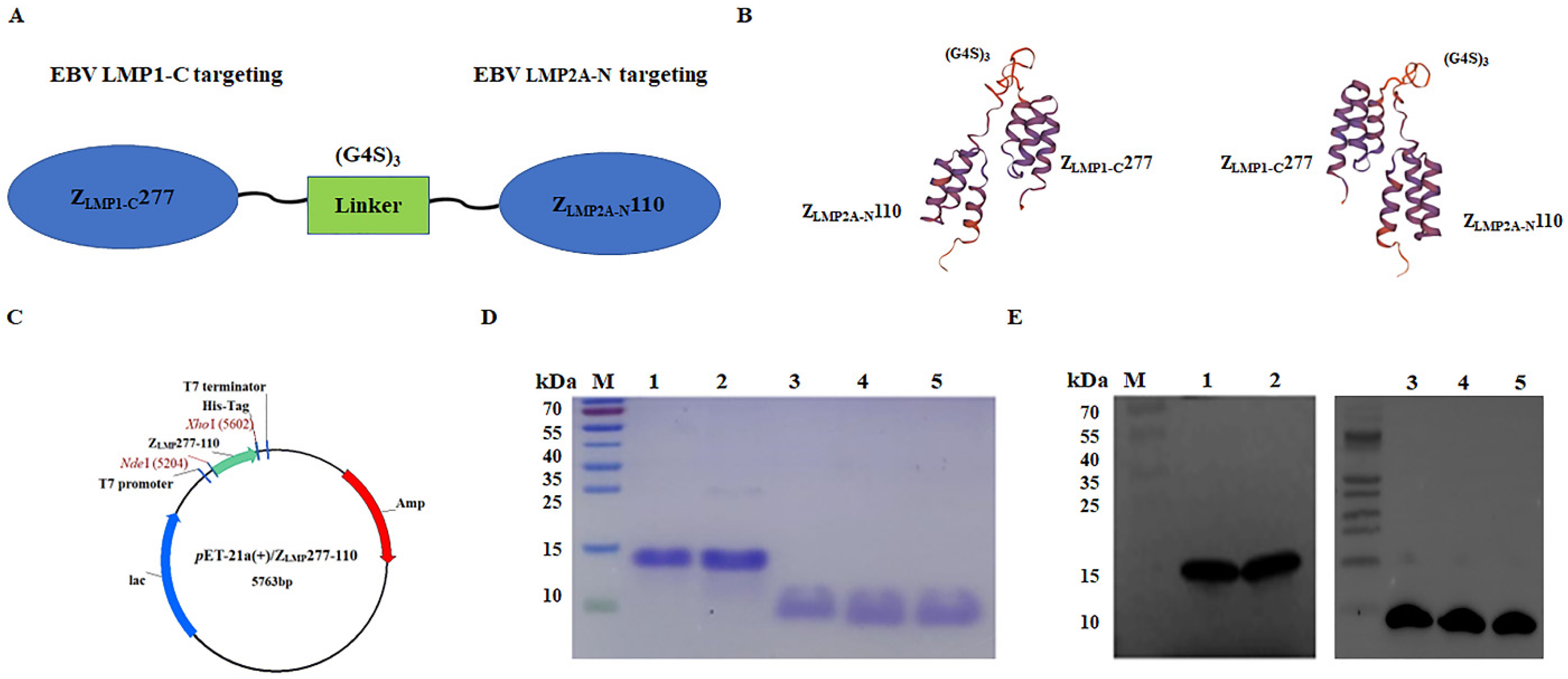 Ijms 24 10126 g001 Ijms 24 10126 g001