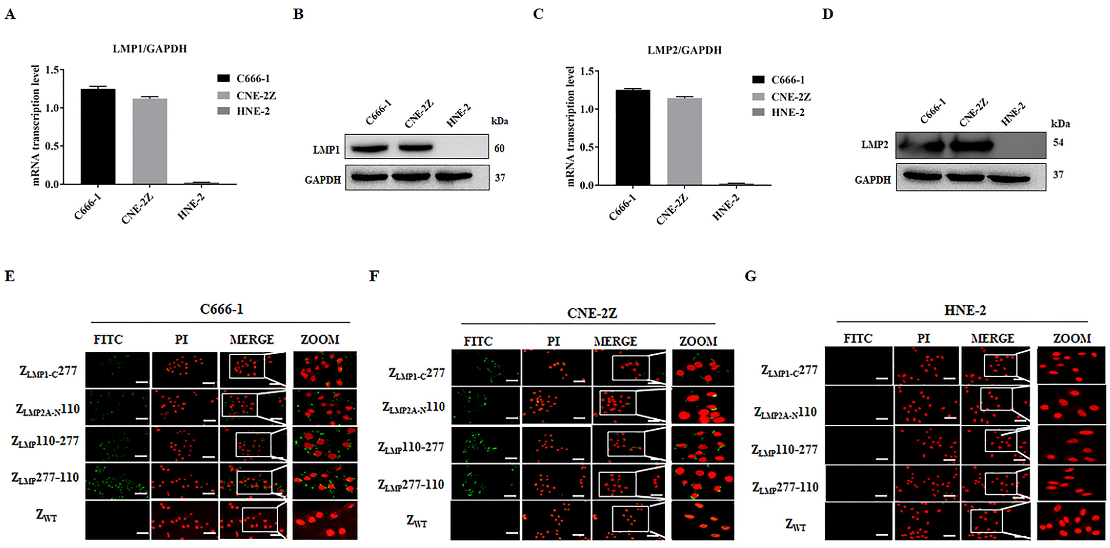 Ijms 24 10126 g003 Ijms 24 10126 g003
