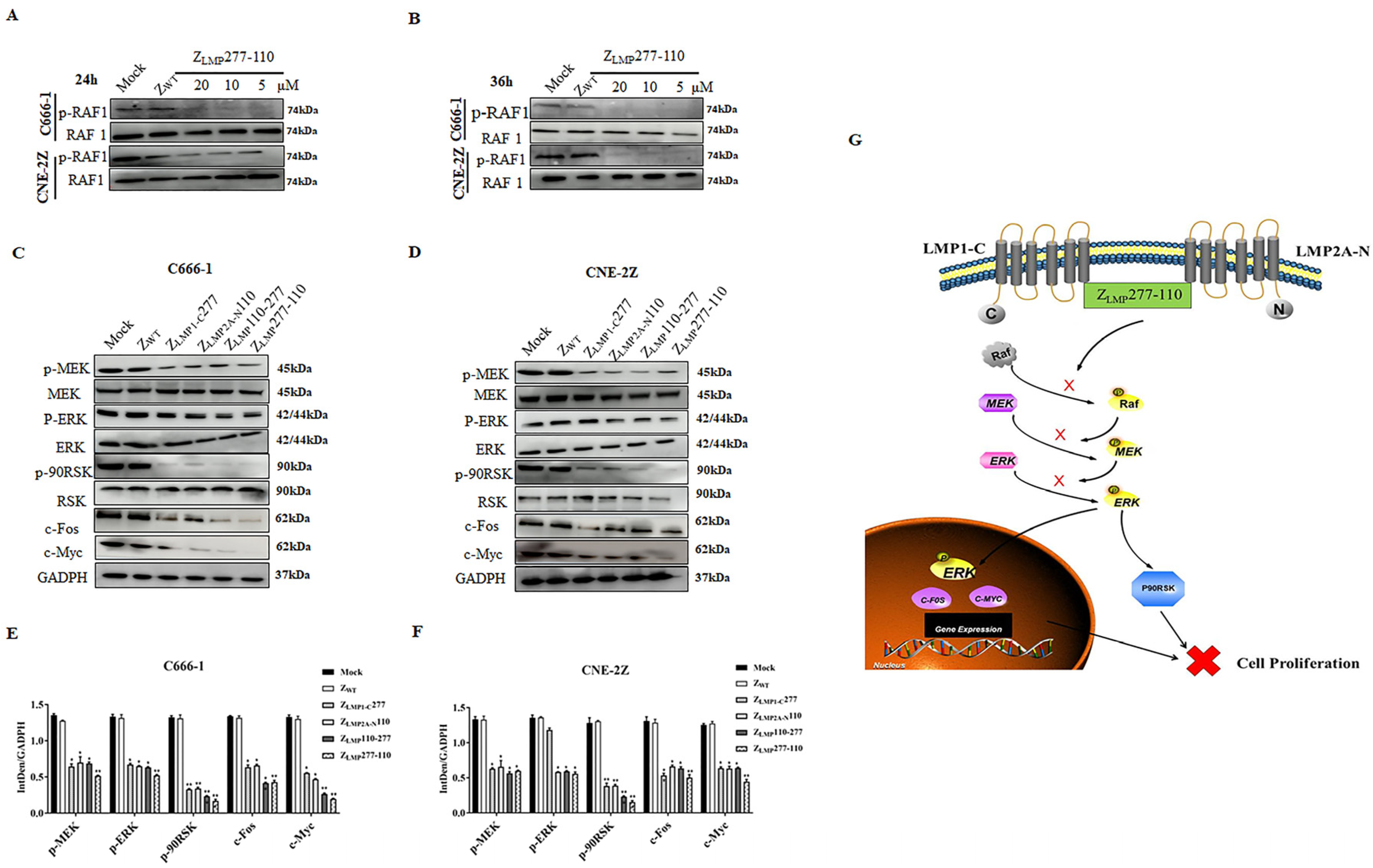 Ijms 24 10126 g007 Ijms 24 10126 g007