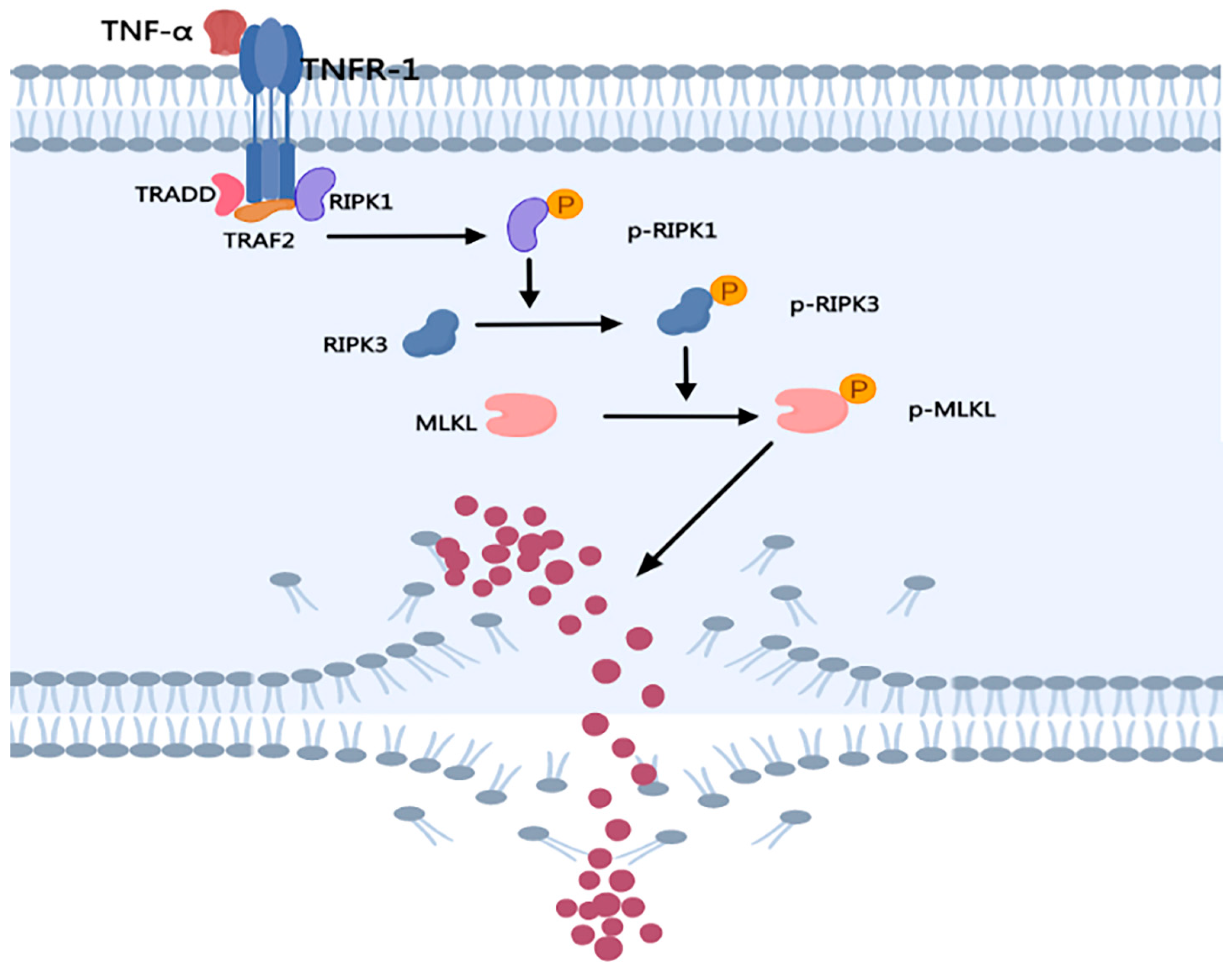 Ijms 24 10127 g002 Ijms 24 10127 g002