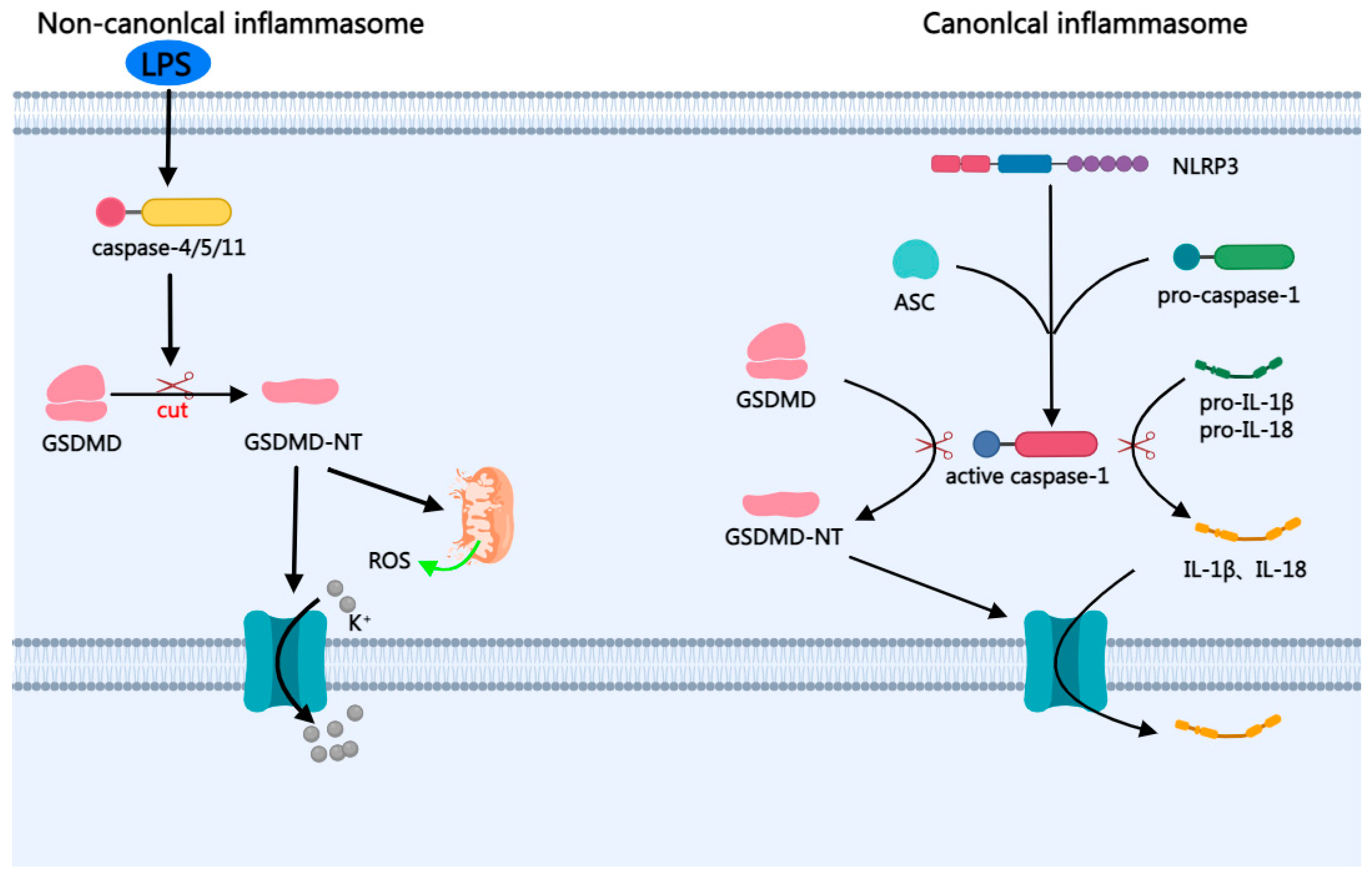 Ijms 24 10127 g003 Ijms 24 10127 g003