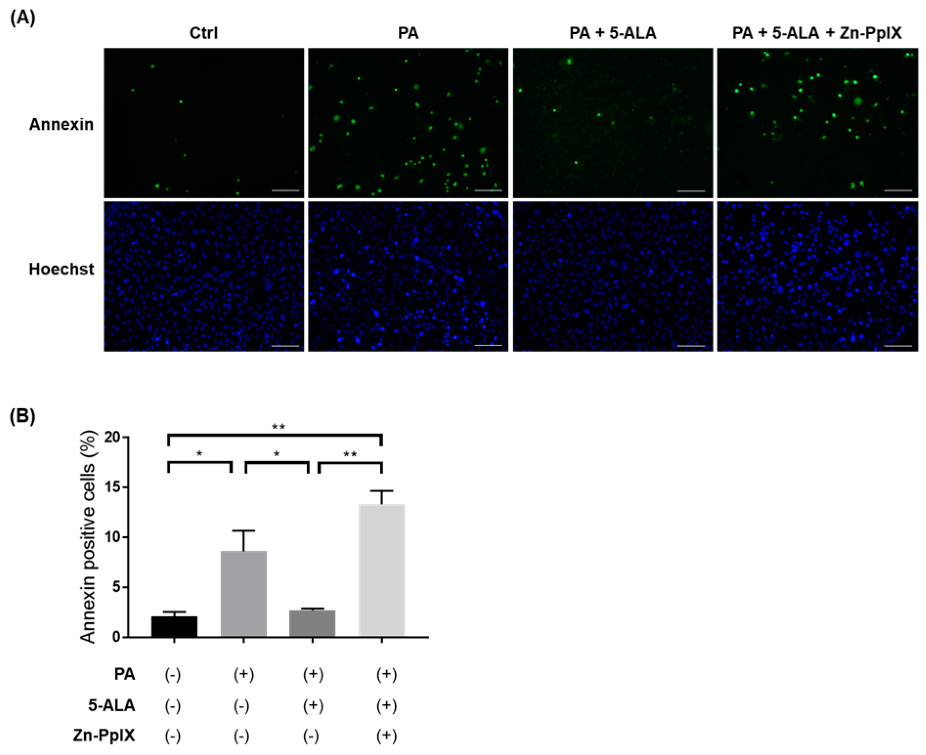 Ijms 24 10151 g006 Ijms 24 10151 g006