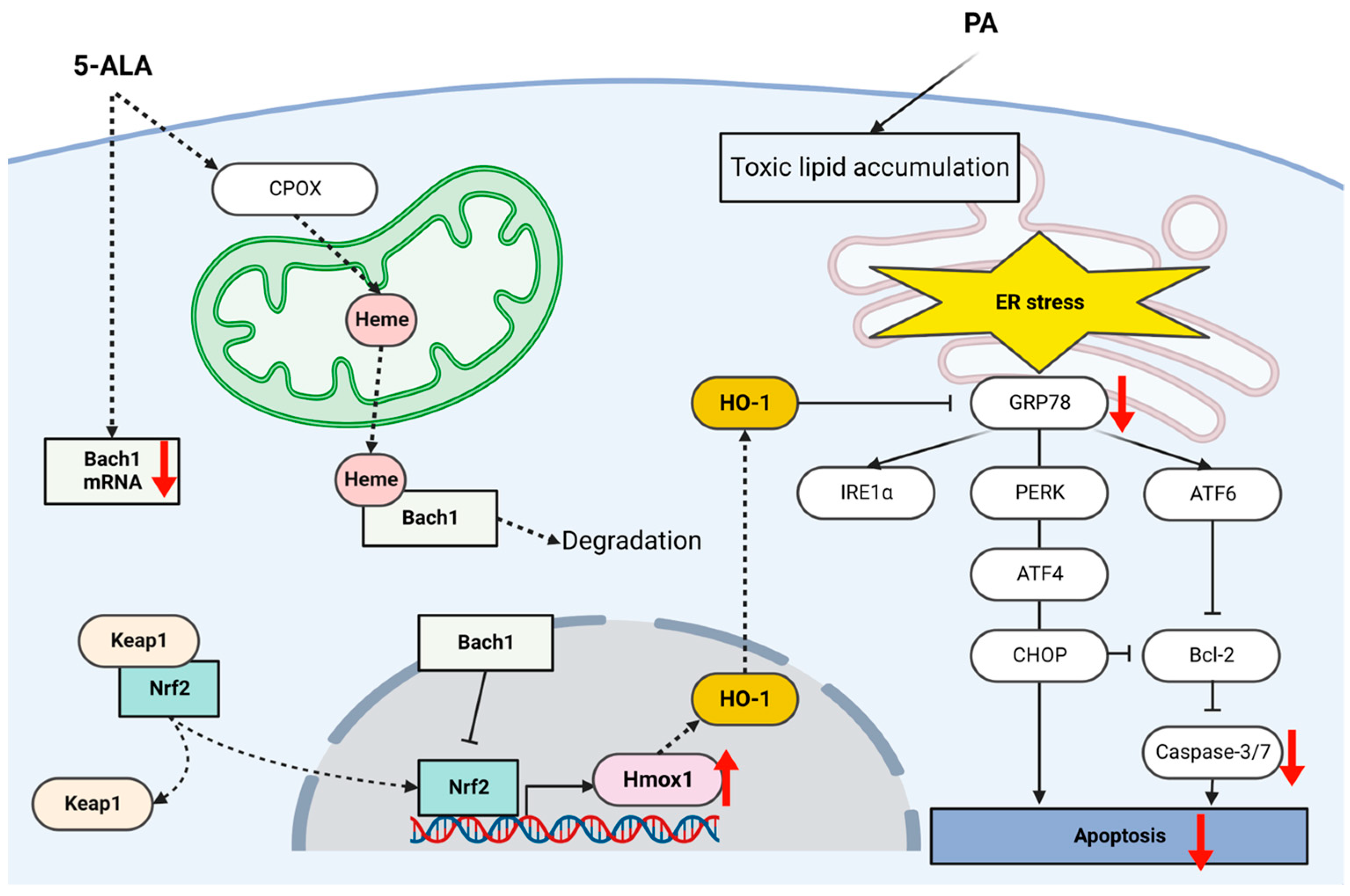 Ijms 24 10151 g007 Ijms 24 10151 g007