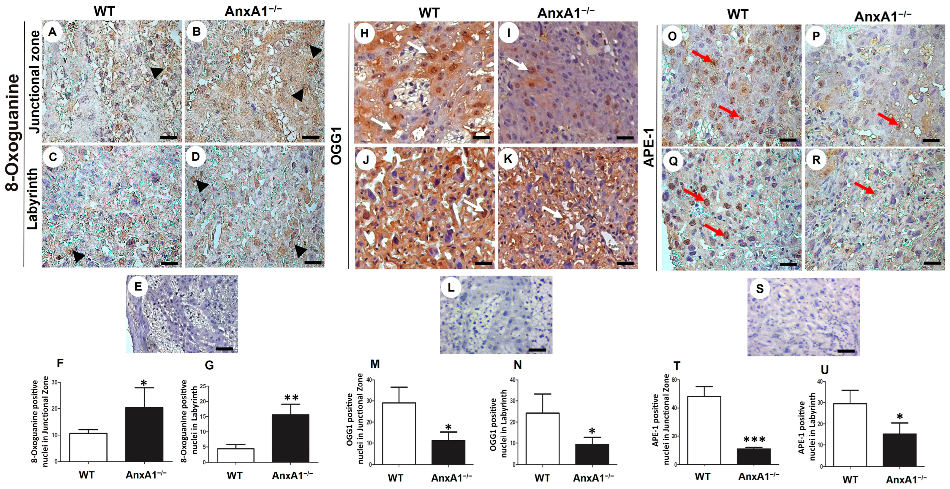 Ijms 24 10155 g002 Ijms 24 10155 g002