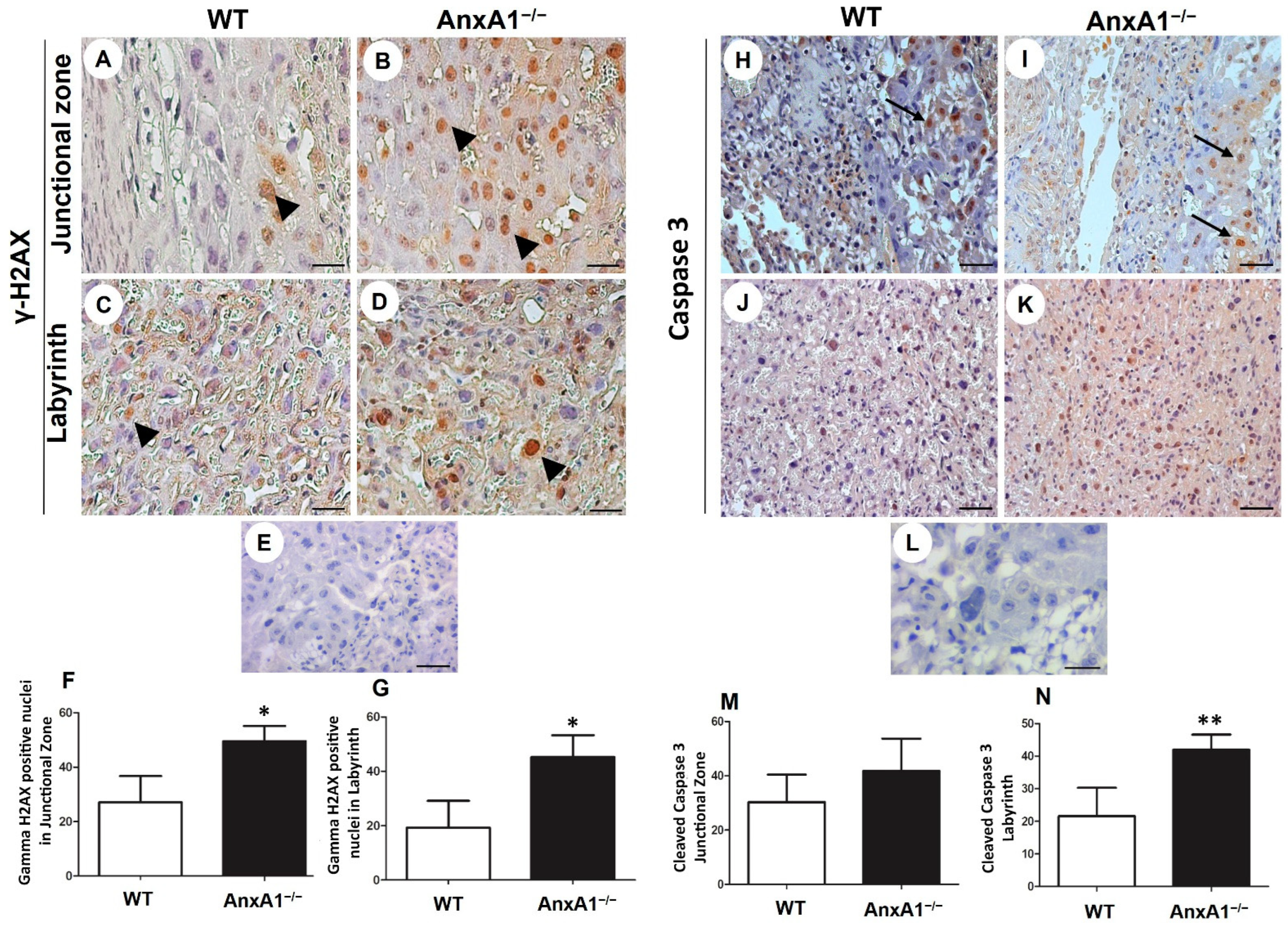 Ijms 24 10155 g003 Ijms 24 10155 g003