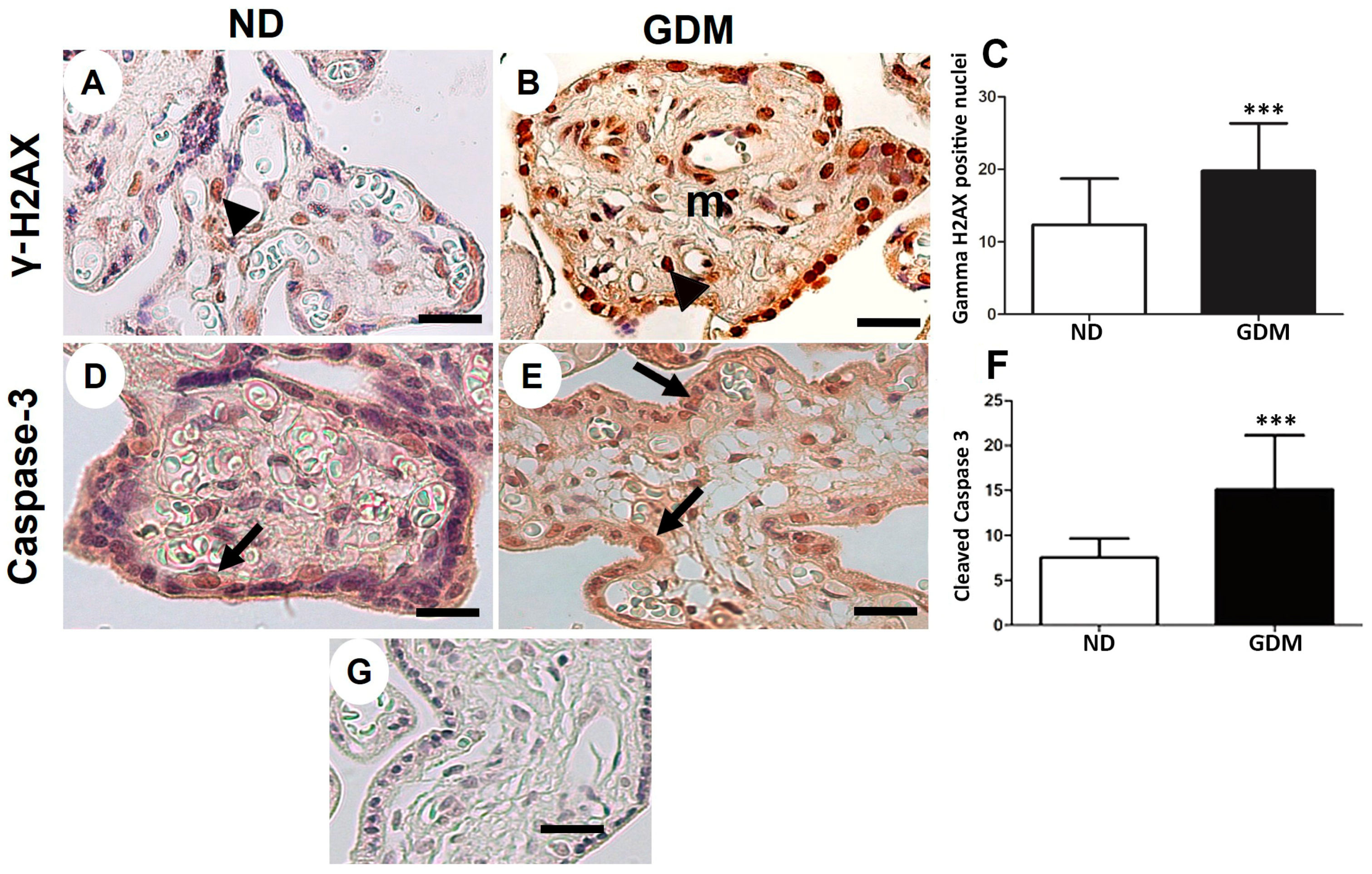 Ijms 24 10155 g006 Ijms 24 10155 g006