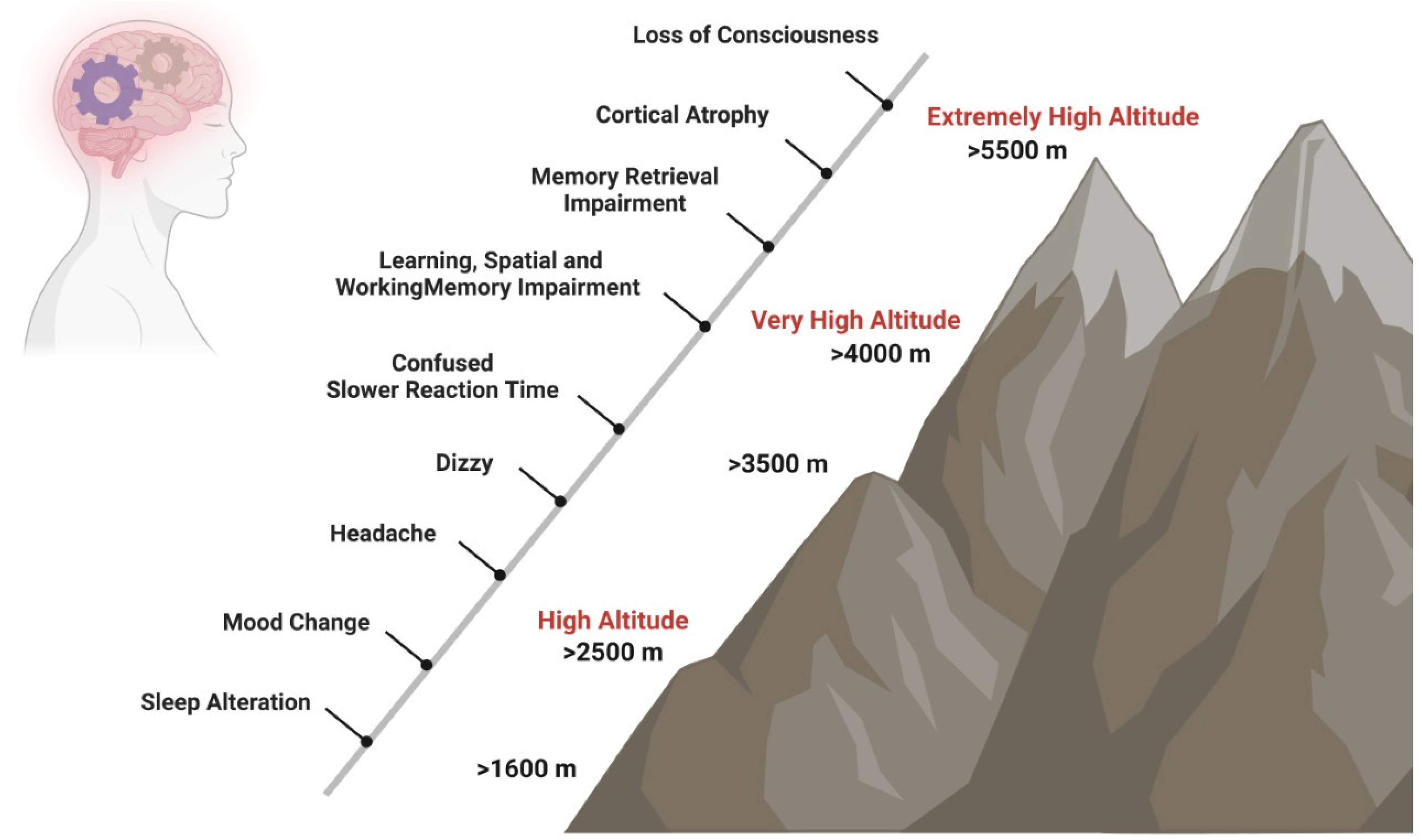 IJMS | Free Full-Text | The Brain at High Altitude: From Molecular  Signaling to Cognitive Performance