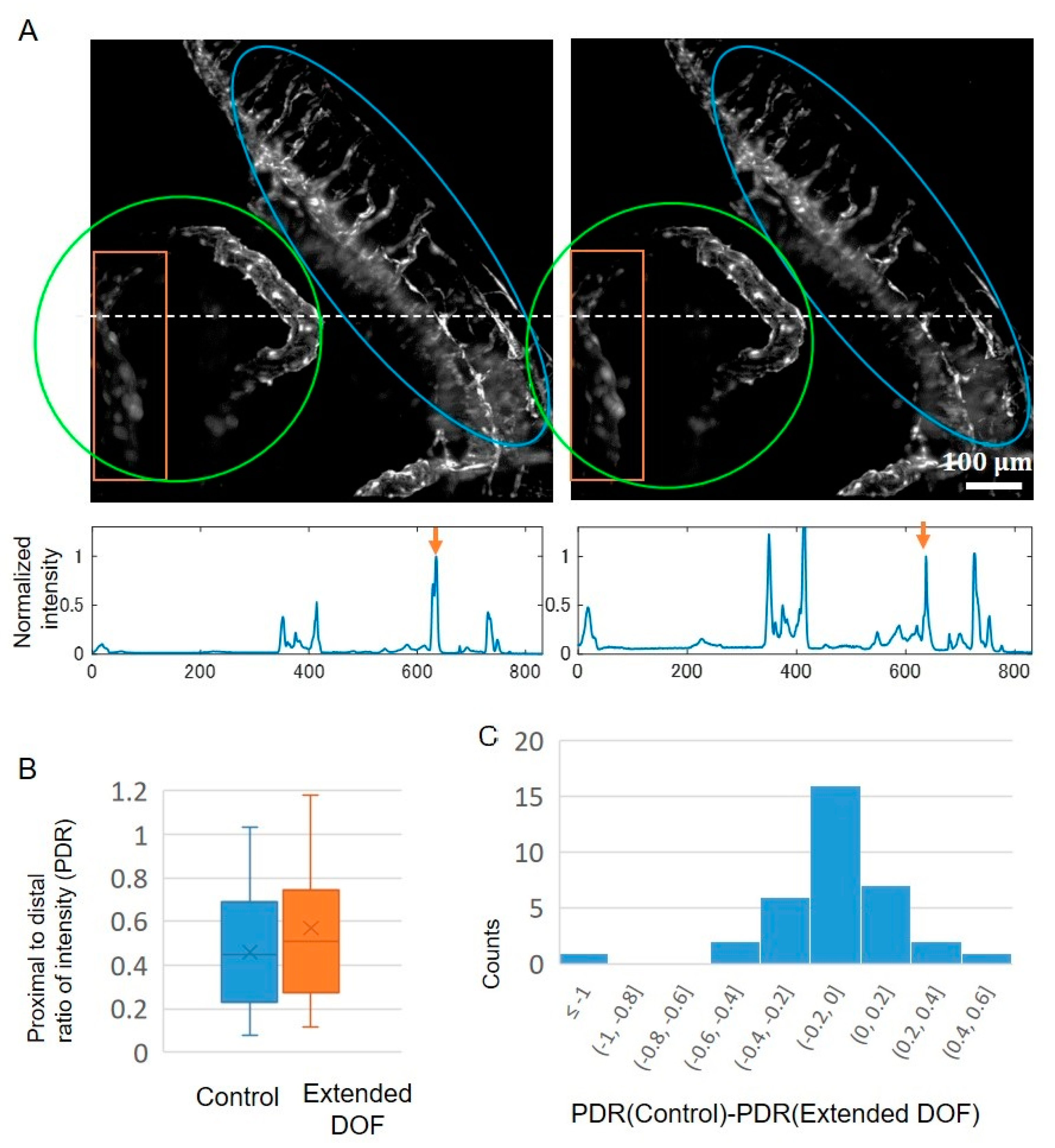 Ijms 24 10186 g005 Ijms 24 10186 g005