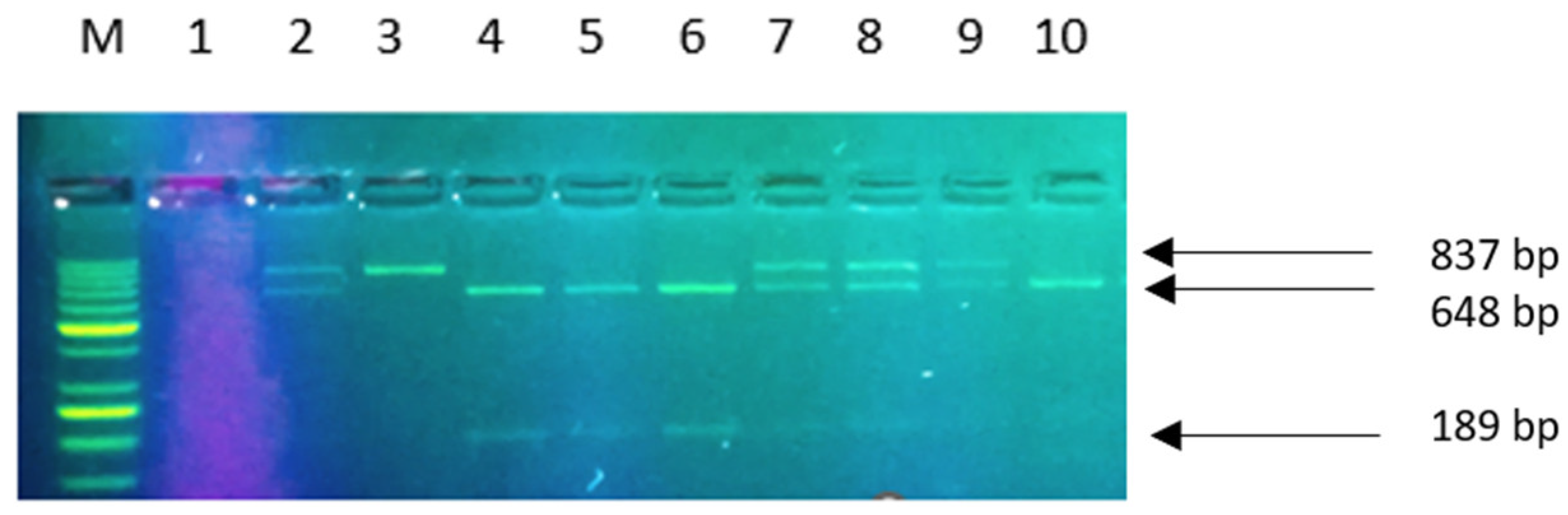 Ijms 24 10191 g007 Ijms 24 10191 g007