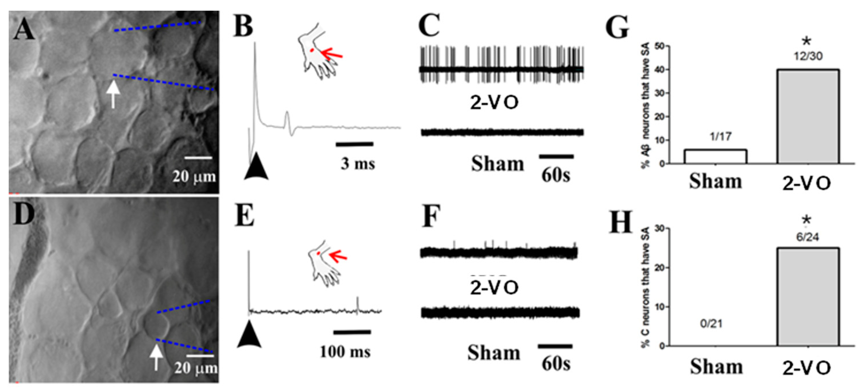 Ijms 24 10198 g005 Ijms 24 10198 g005