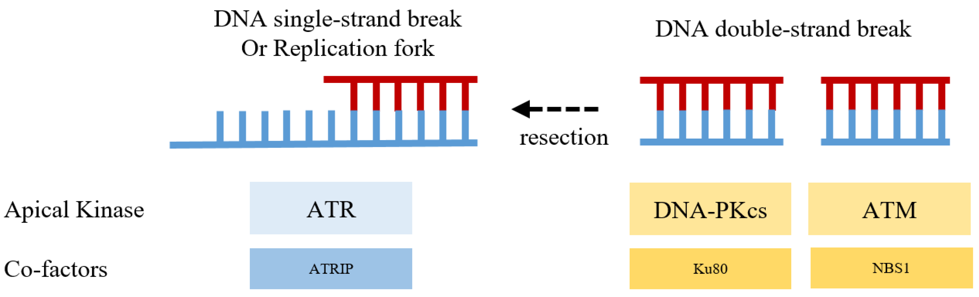 Ijms 24 10212 g001 Ijms 24 10212 g001