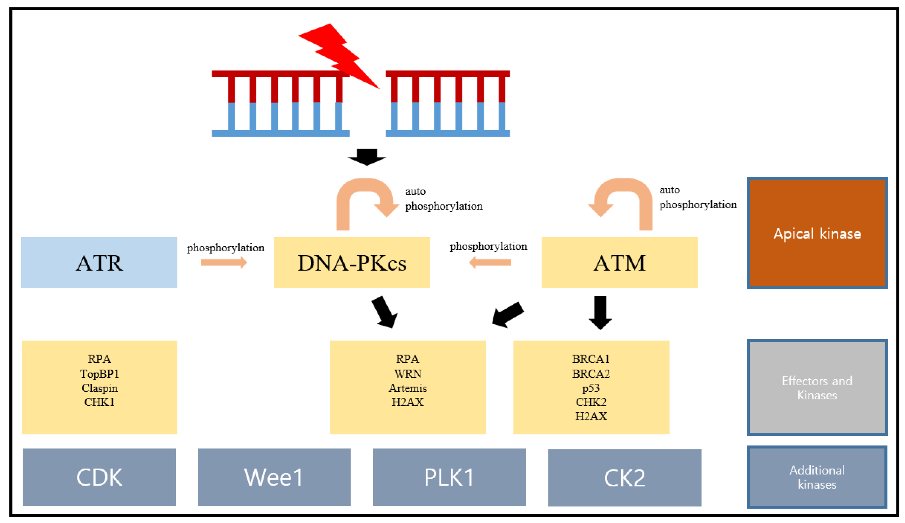 Ijms 24 10212 g002 Ijms 24 10212 g002