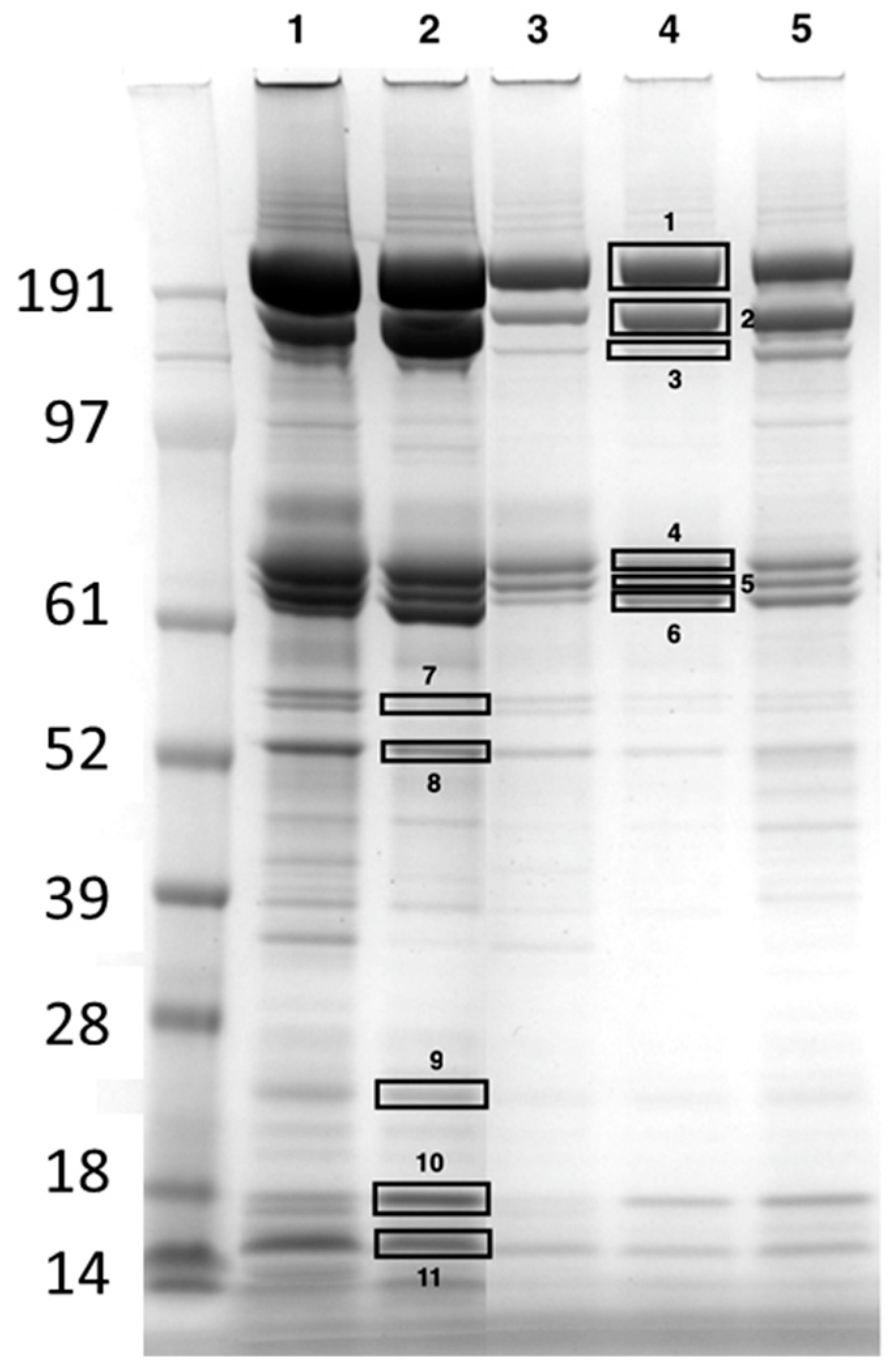 Ijms 24 10216 g002 Ijms 24 10216 g002
