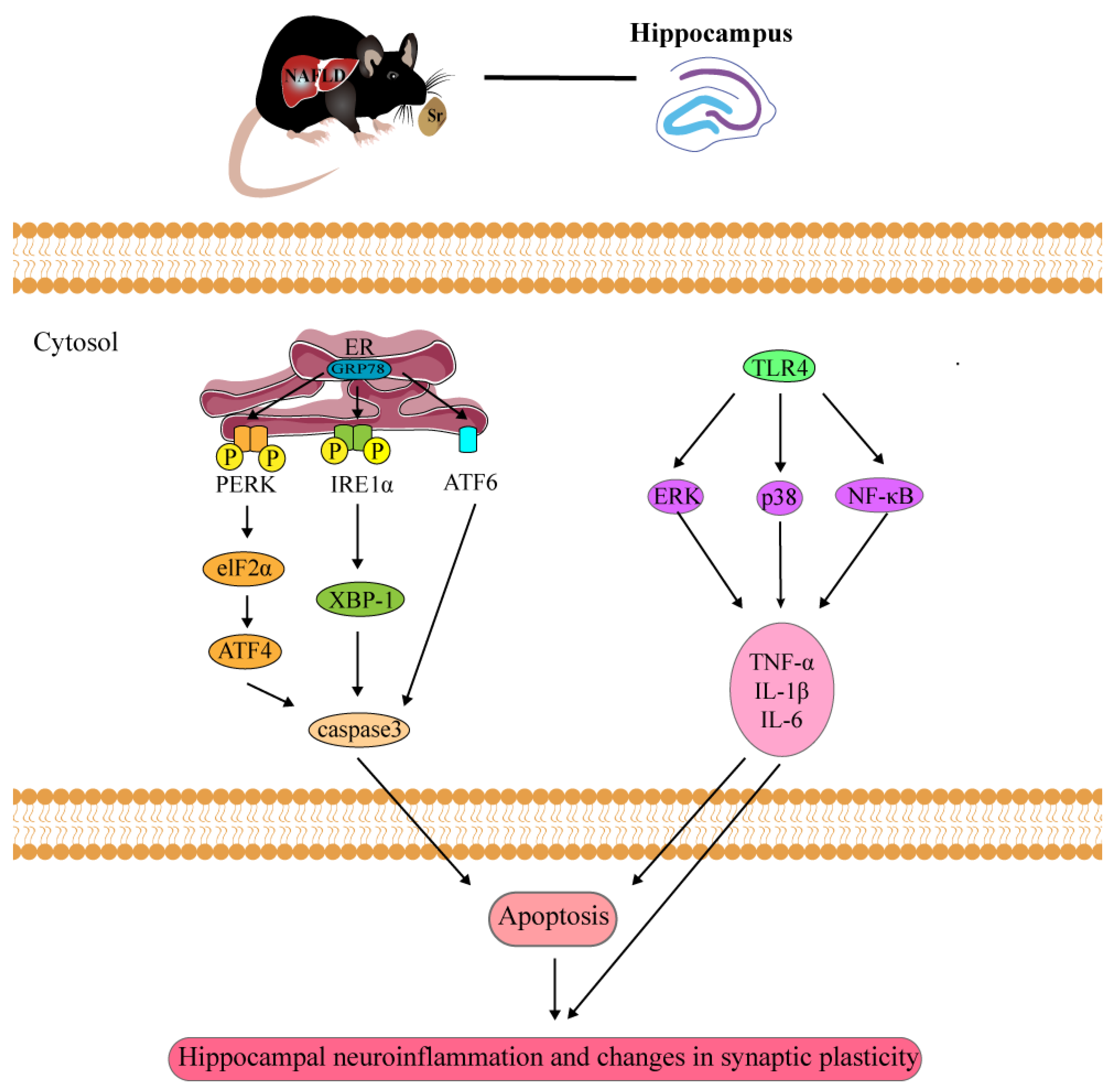 Ijms 24 10248 g008 Ijms 24 10248 g008