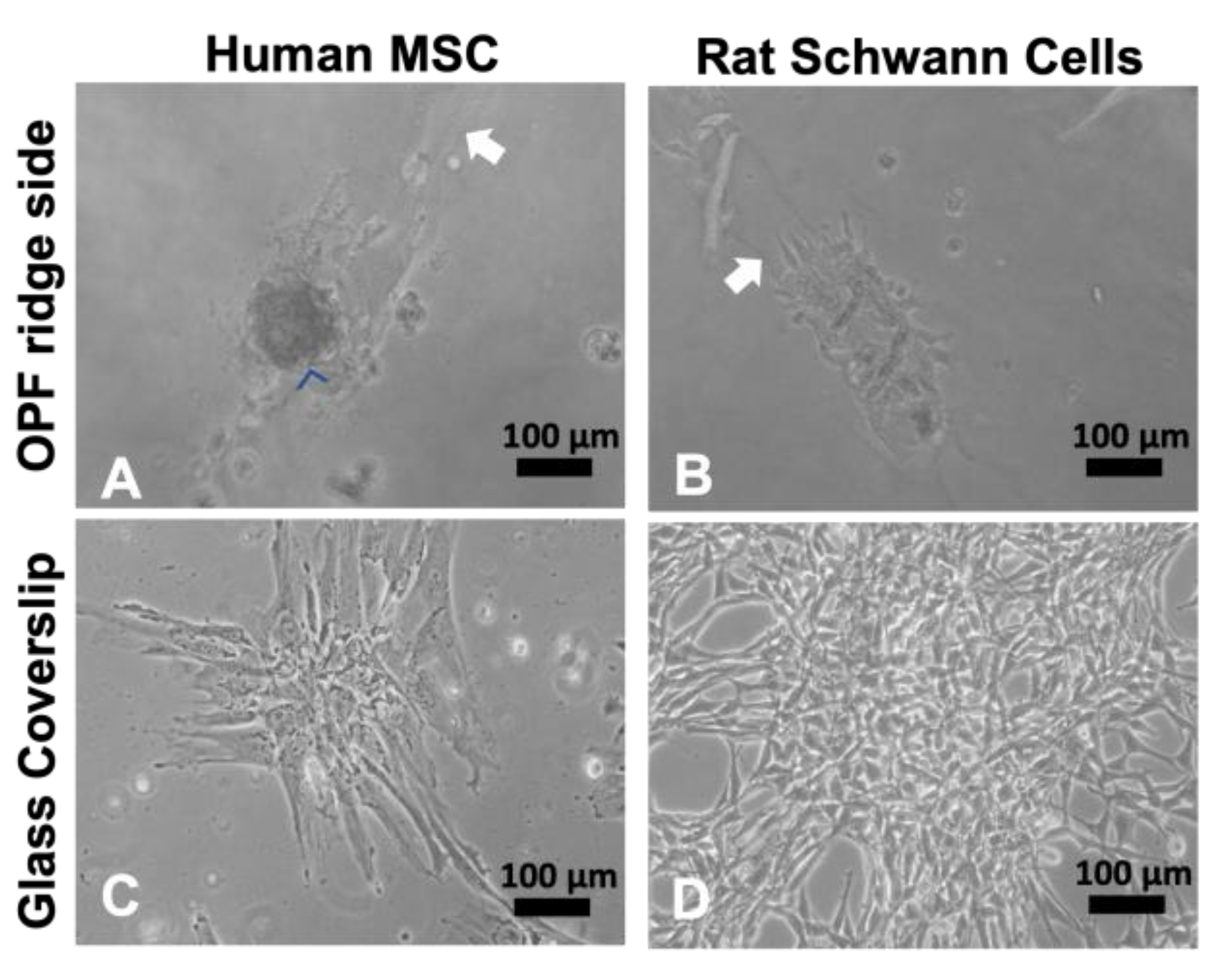 Ijms 24 10250 g002 Ijms 24 10250 g002