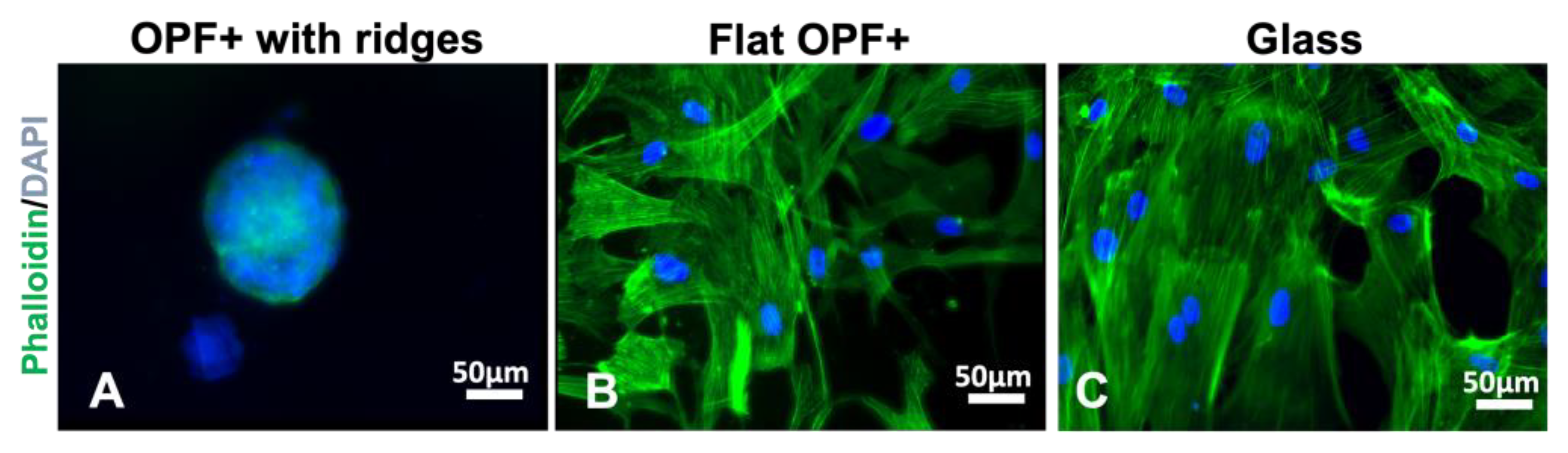 Ijms 24 10250 g004 Ijms 24 10250 g004