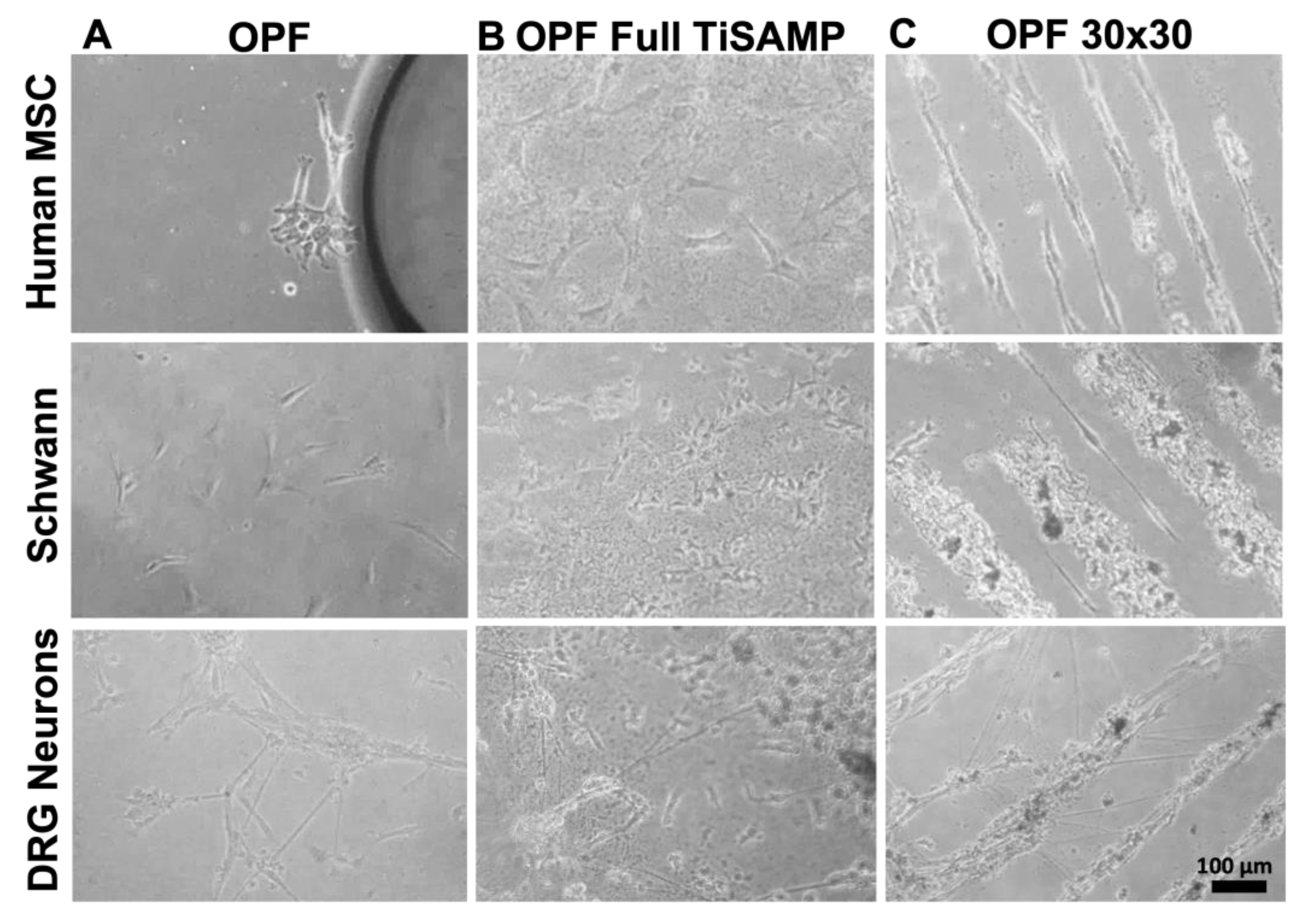 Ijms 24 10250 g005 Ijms 24 10250 g005