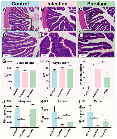 IJMS | Free Full-Text | Effect of Purslane (Portulaca oleracea L.) on  Intestinal Morphology, Digestion Activity and Microbiome of Chinese Pond  Turtle (Mauremys reevesii) during Aeromonas hydrophila Infection