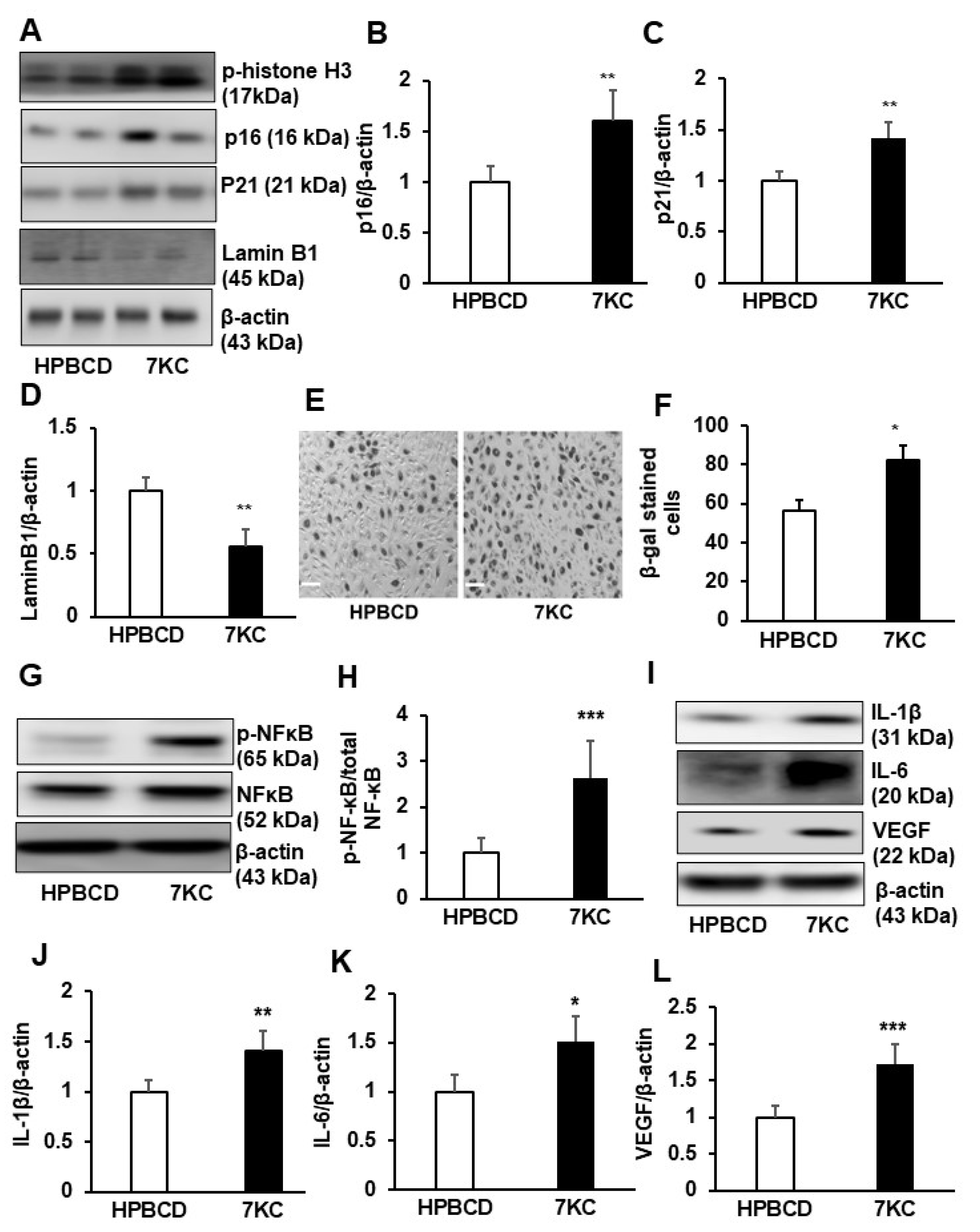 Ijms 24 10276 g002 Ijms 24 10276 g002