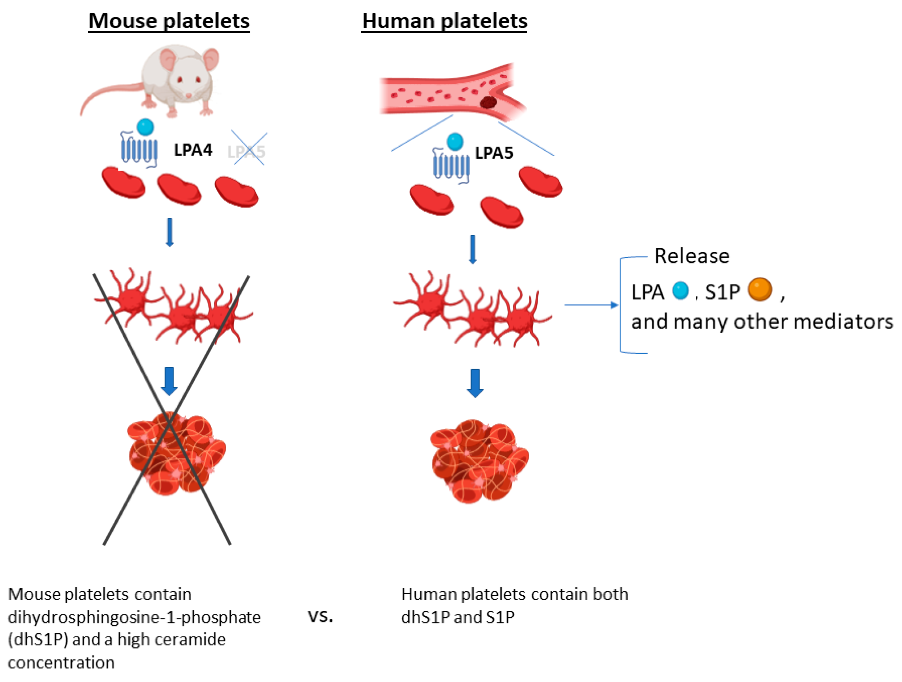 Ijms 24 10278 g003 Ijms 24 10278 g003