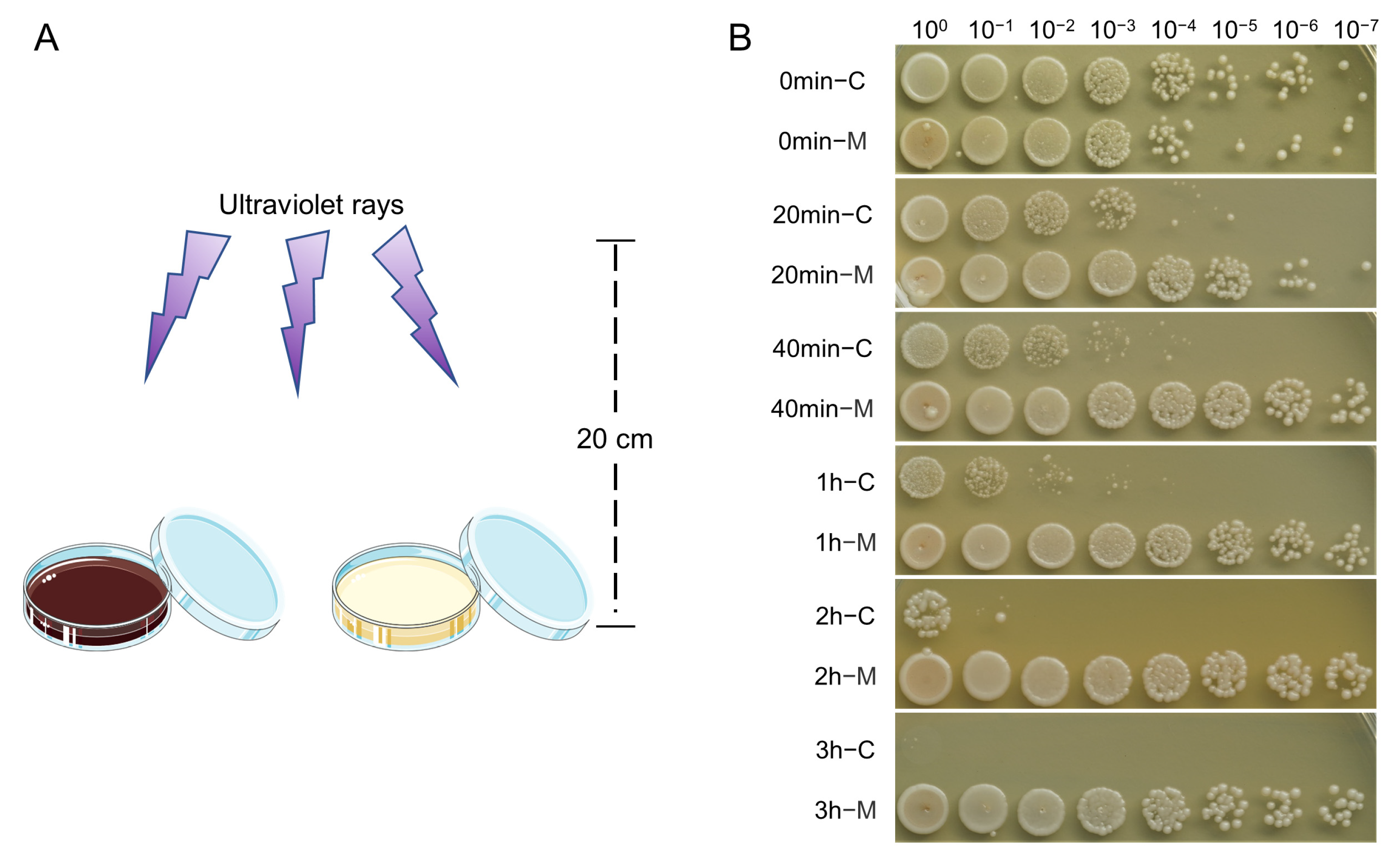 Ijms 24 10282 g004 Ijms 24 10282 g004