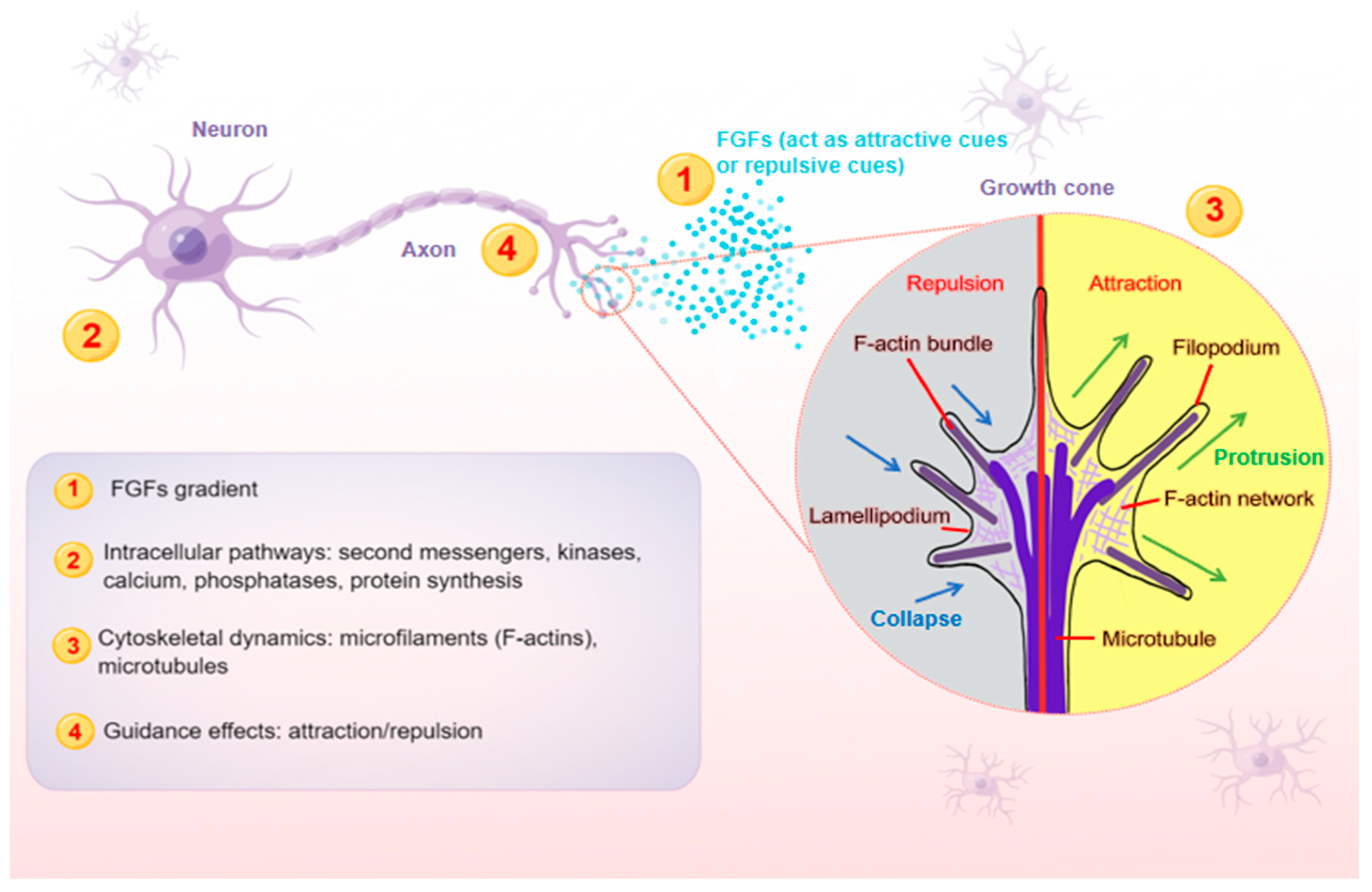 Ijms 24 10292 g001 Ijms 24 10292 g001