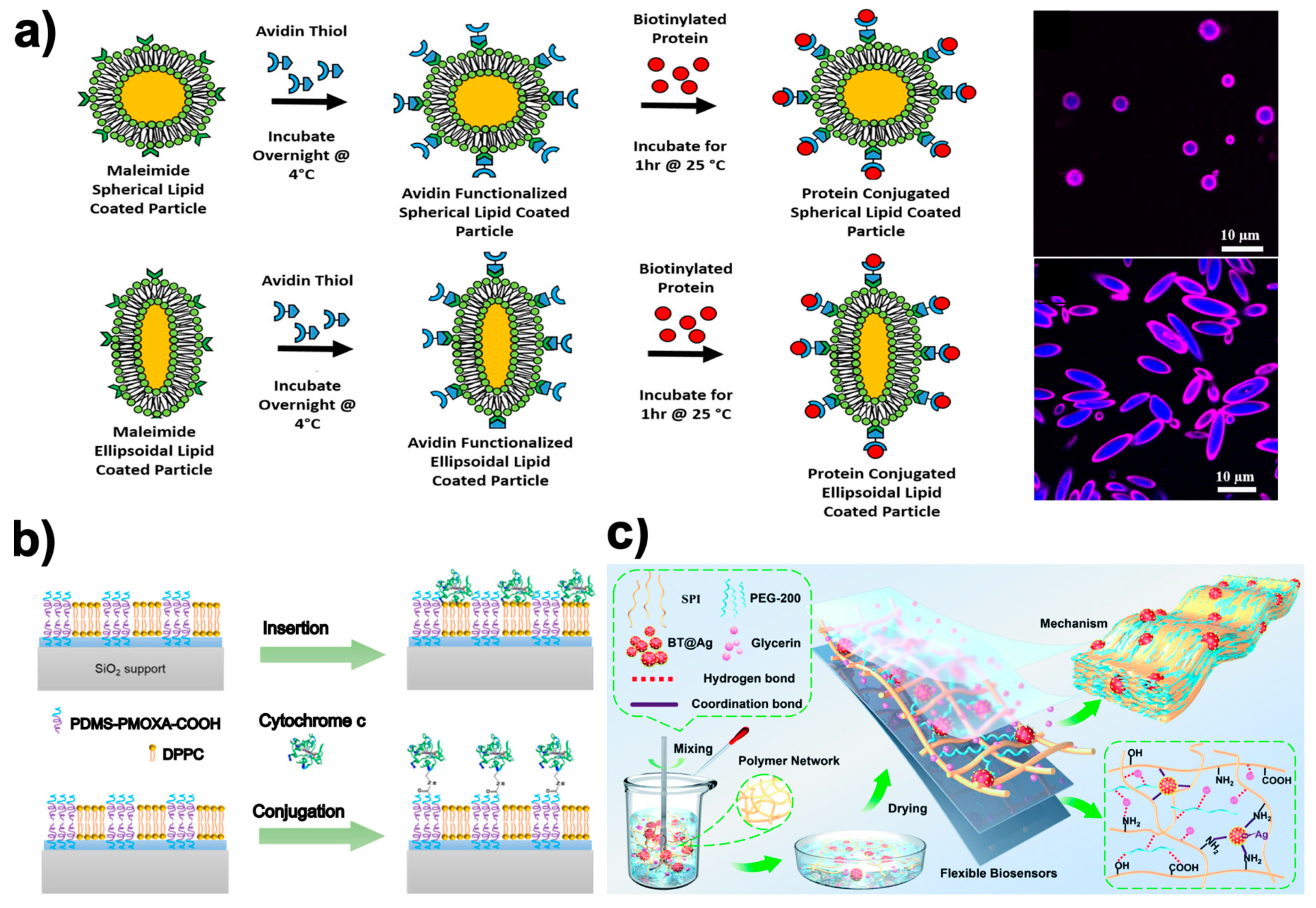 Ijms 24 10312 g004 Ijms 24 10312 g004
