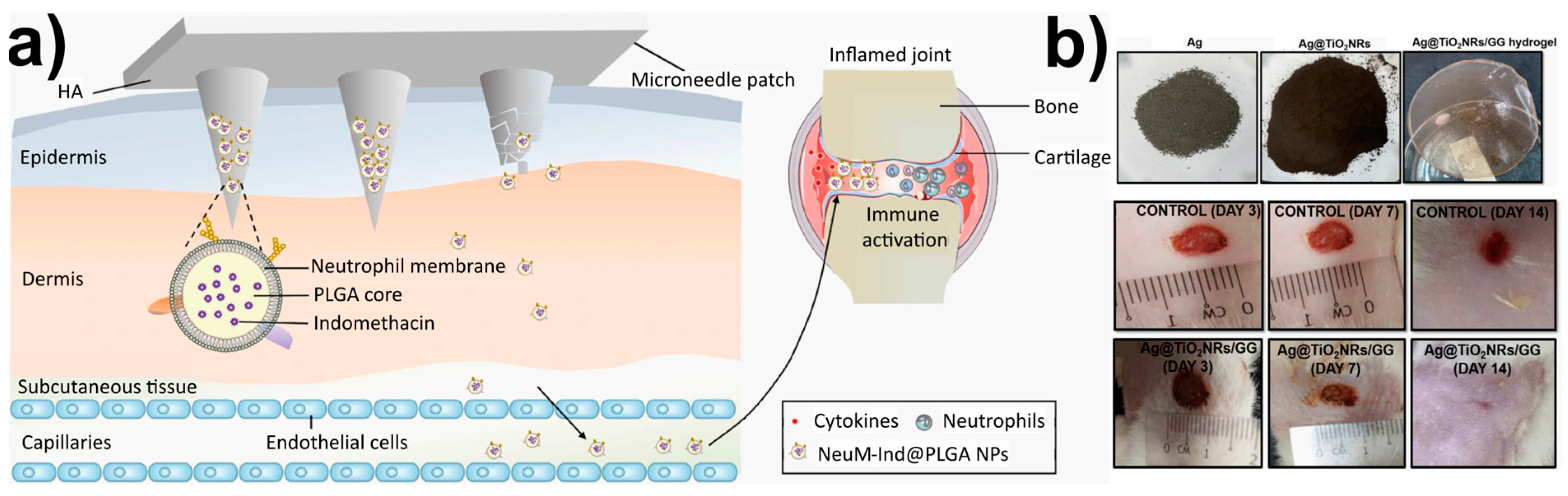 Ijms 24 10312 g005 Ijms 24 10312 g005