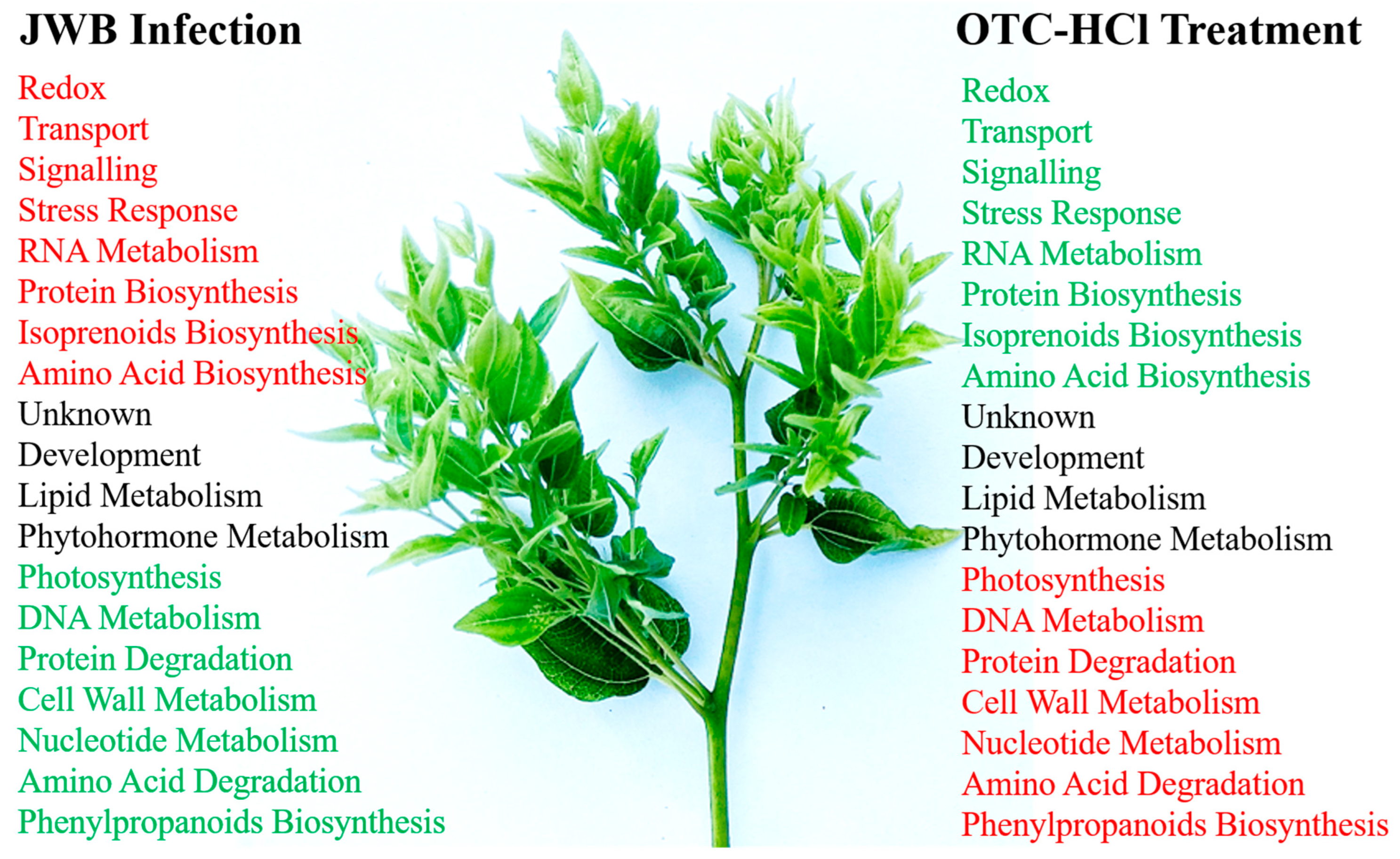 Ijms 24 10313 g008 Ijms 24 10313 g008