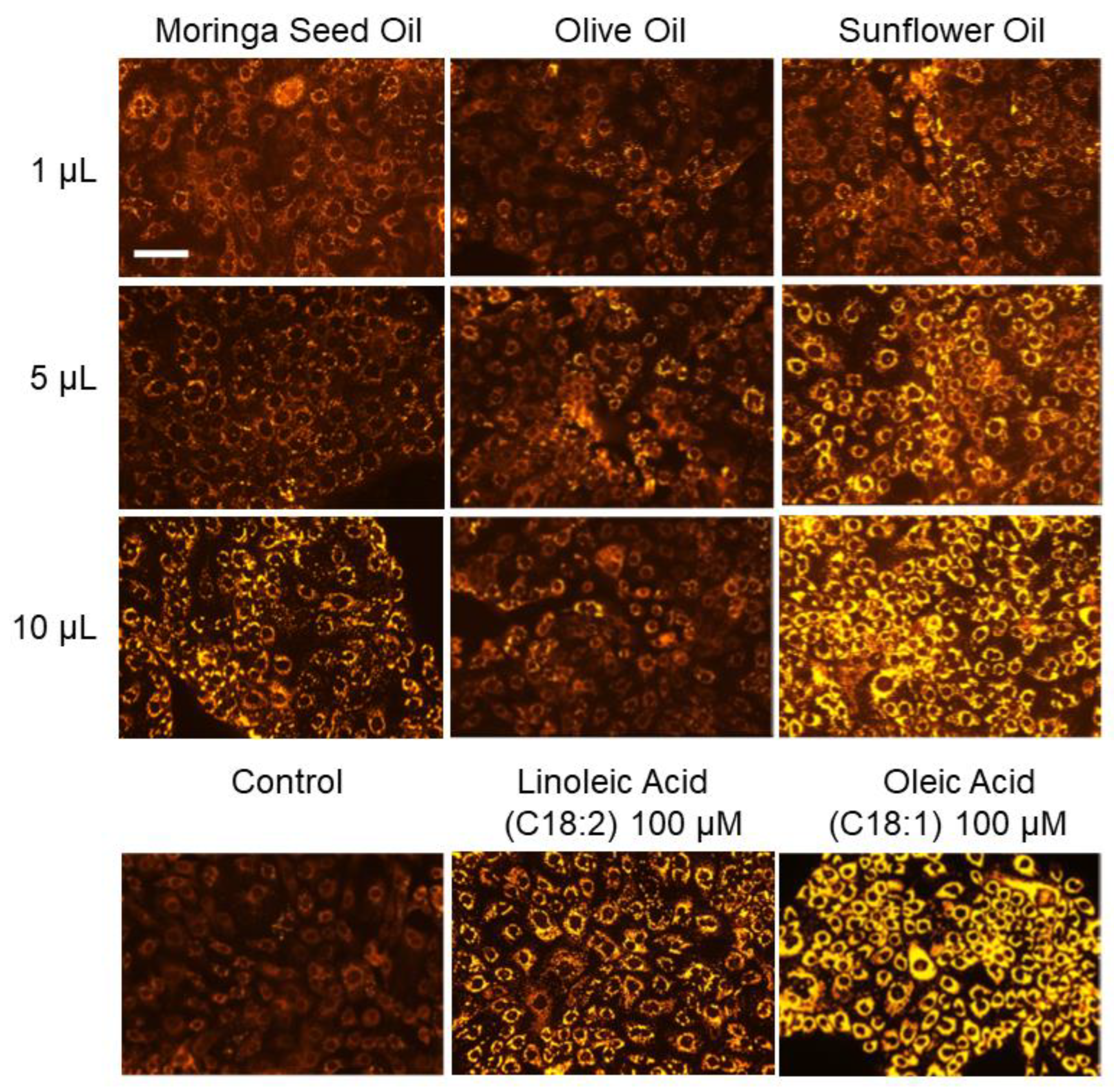 Ijms 24 10332 g001 Ijms 24 10332 g001