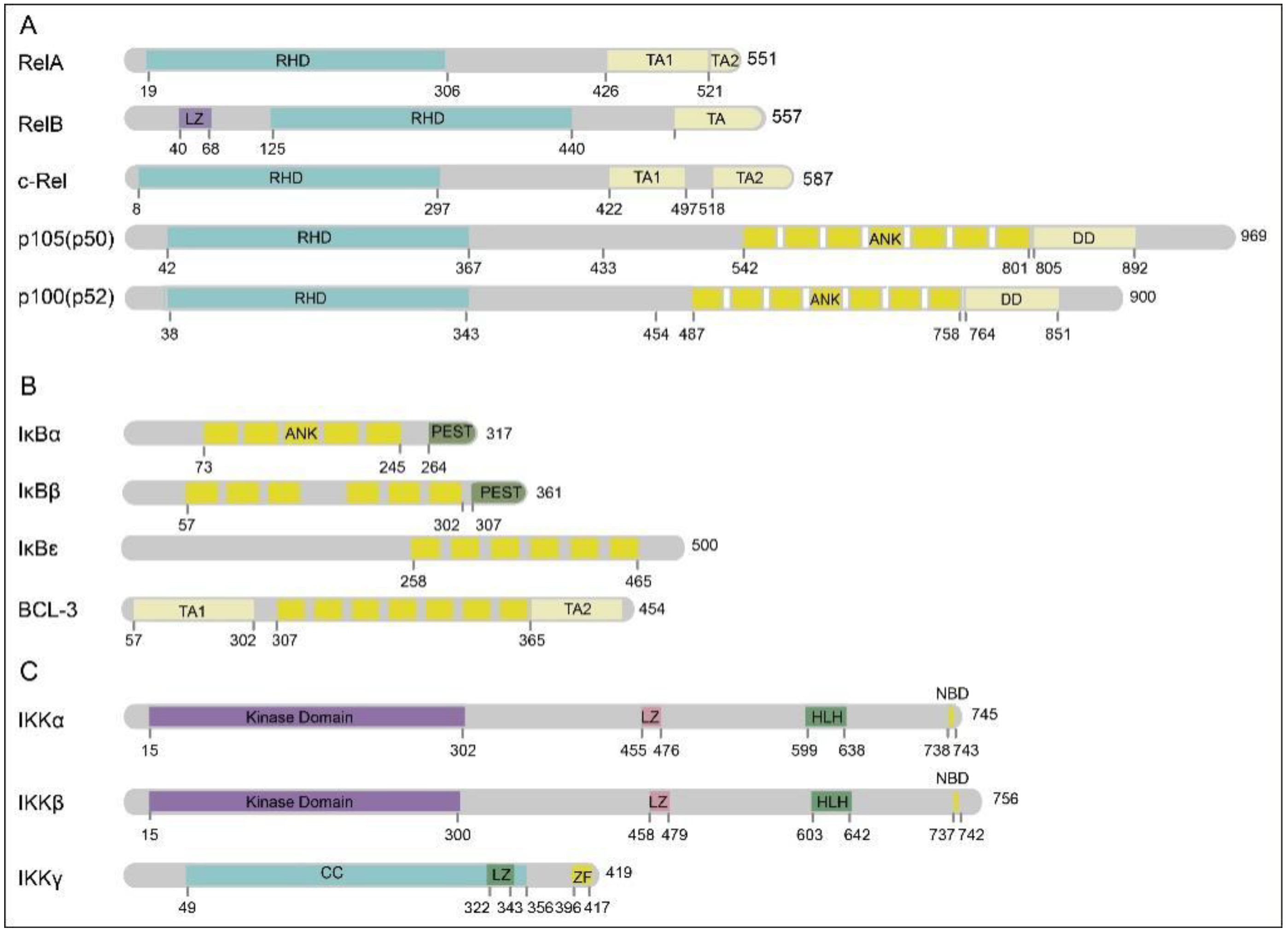 Ijms 24 10337 g001 Ijms 24 10337 g001