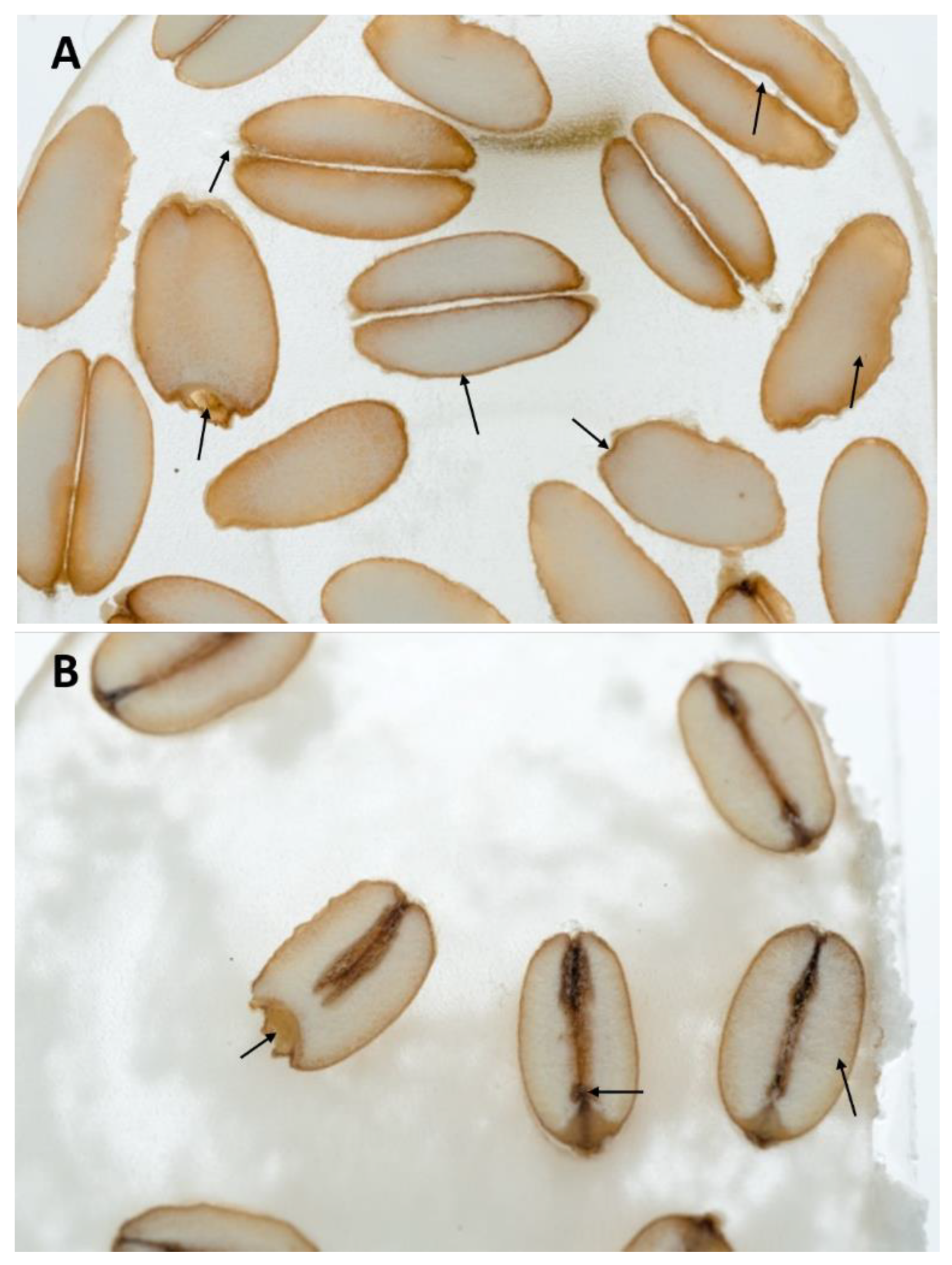 Ijms 24 10367 g001 Ijms 24 10367 g001