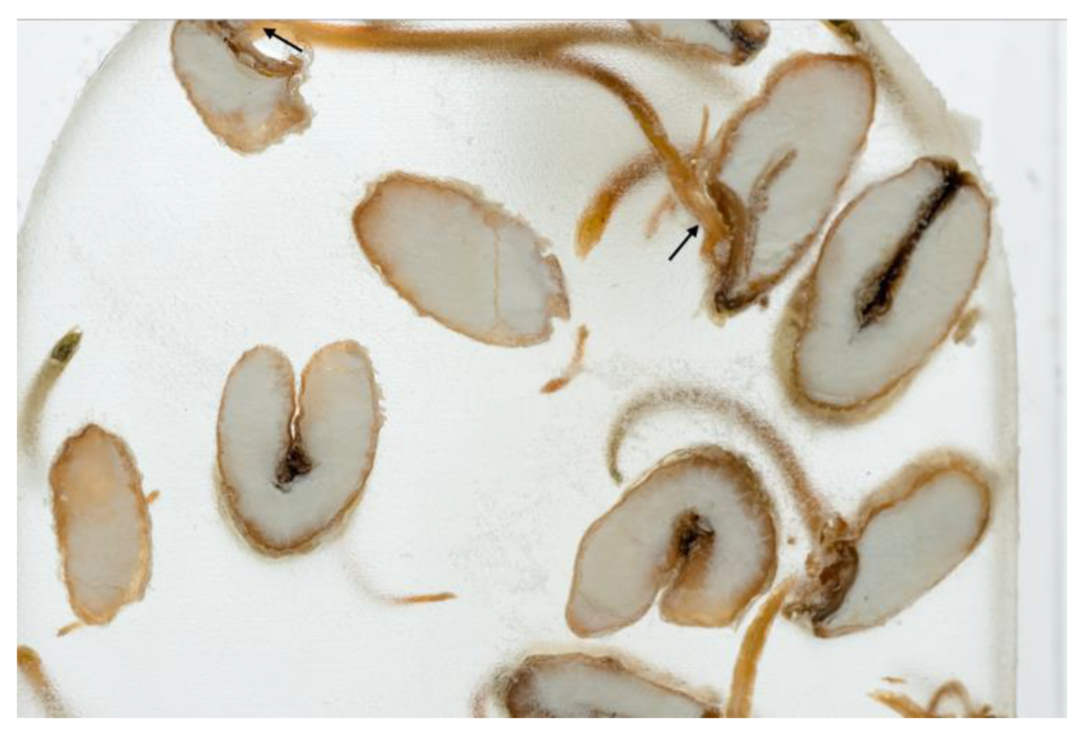 Ijms 24 10367 g002 Ijms 24 10367 g002