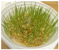 Ijms 24 10367 i001 Ijms 24 10367 i001