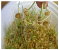 Ijms 24 10367 i003 Ijms 24 10367 i003