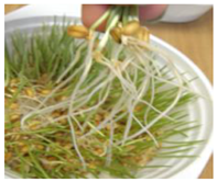 Ijms 24 10367 i005 Ijms 24 10367 i005