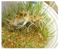 Ijms 24 10367 i006 Ijms 24 10367 i006