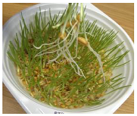 Ijms 24 10367 i008 Ijms 24 10367 i008