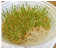 Ijms 24 10367 i010 Ijms 24 10367 i010