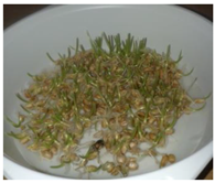 Ijms 24 10367 i011 Ijms 24 10367 i011