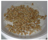 Ijms 24 10367 i012 Ijms 24 10367 i012