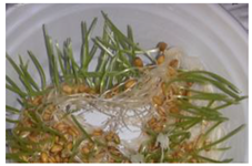 Ijms 24 10367 i013 Ijms 24 10367 i013