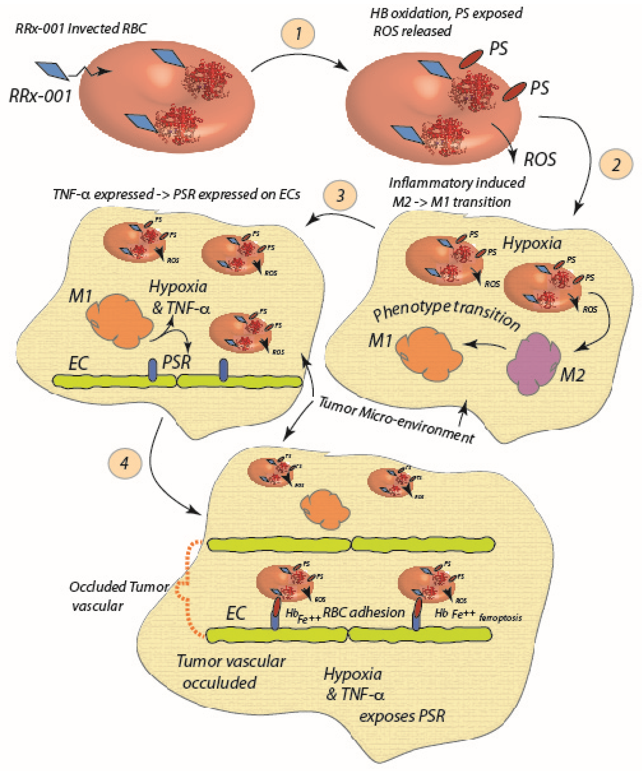 Ijms 24 10382 g003 Ijms 24 10382 g003