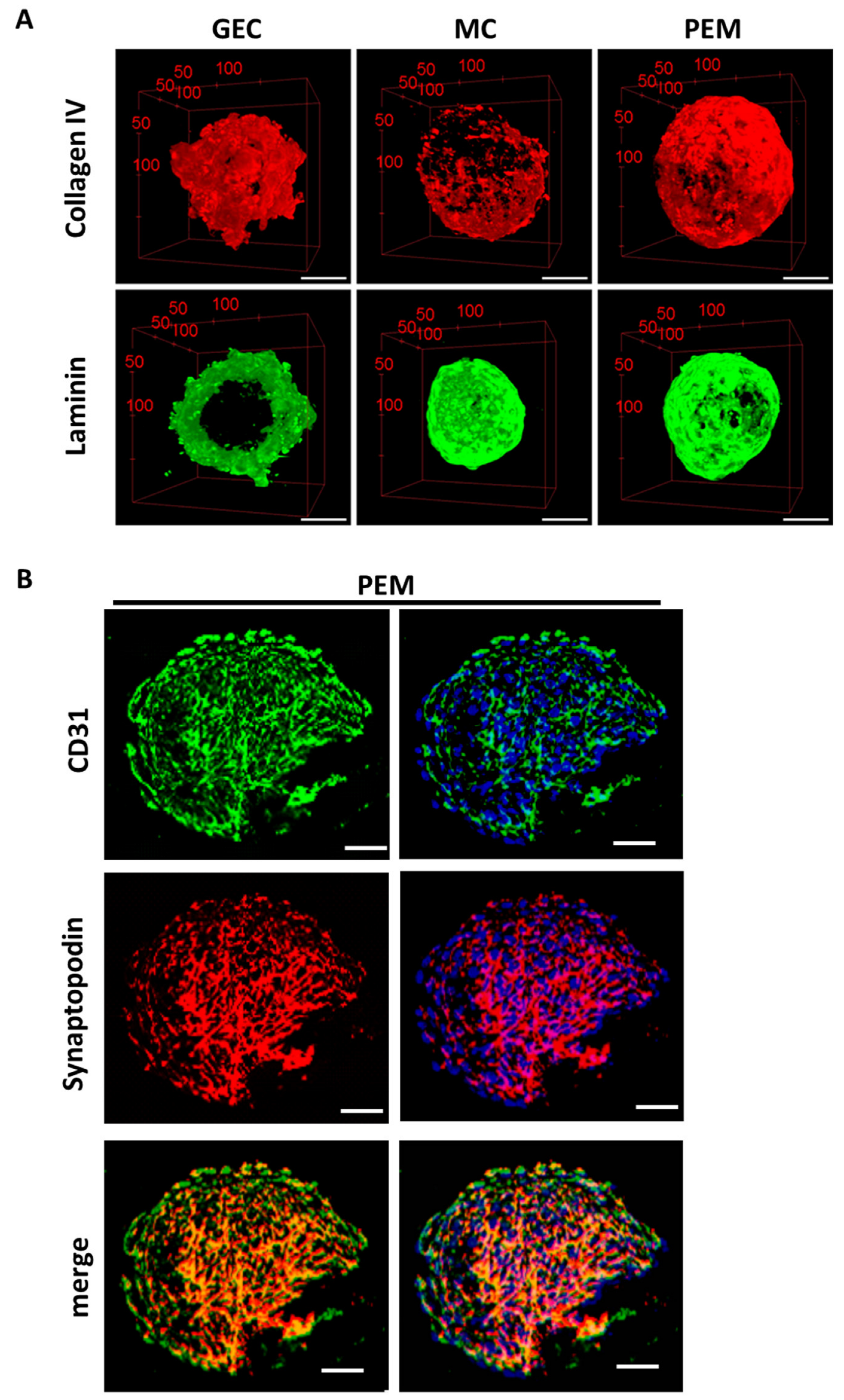 Ijms 24 10384 g008 Ijms 24 10384 g008