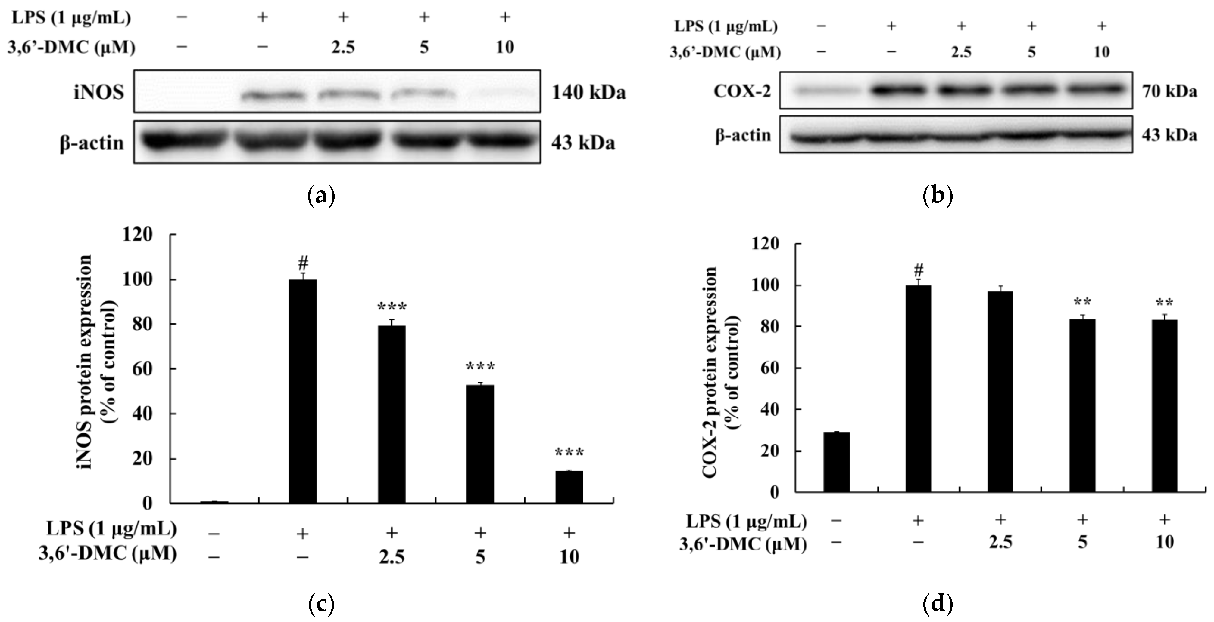 Ijms 24 10393 g011 550