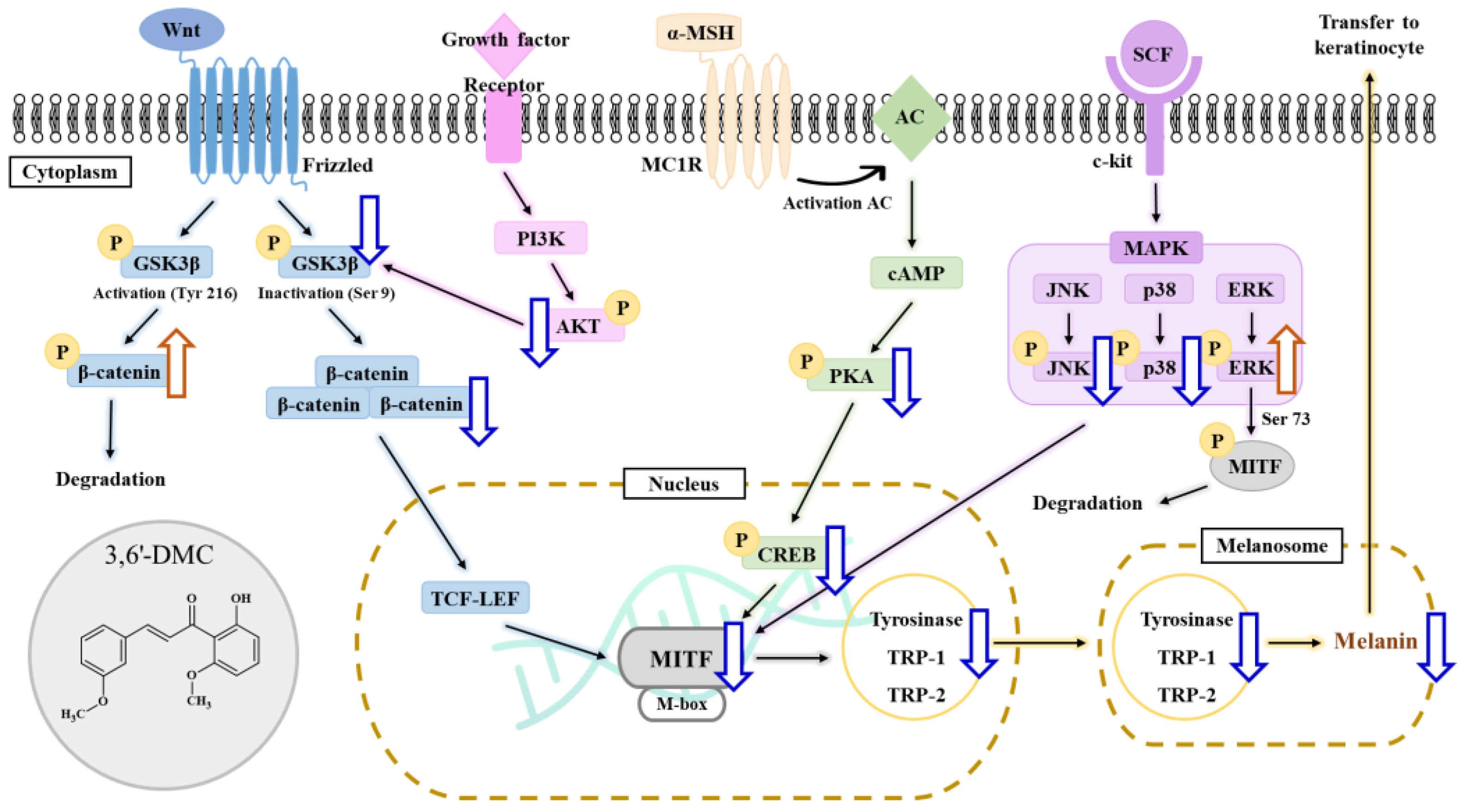 Ijms 24 10393 g015 550