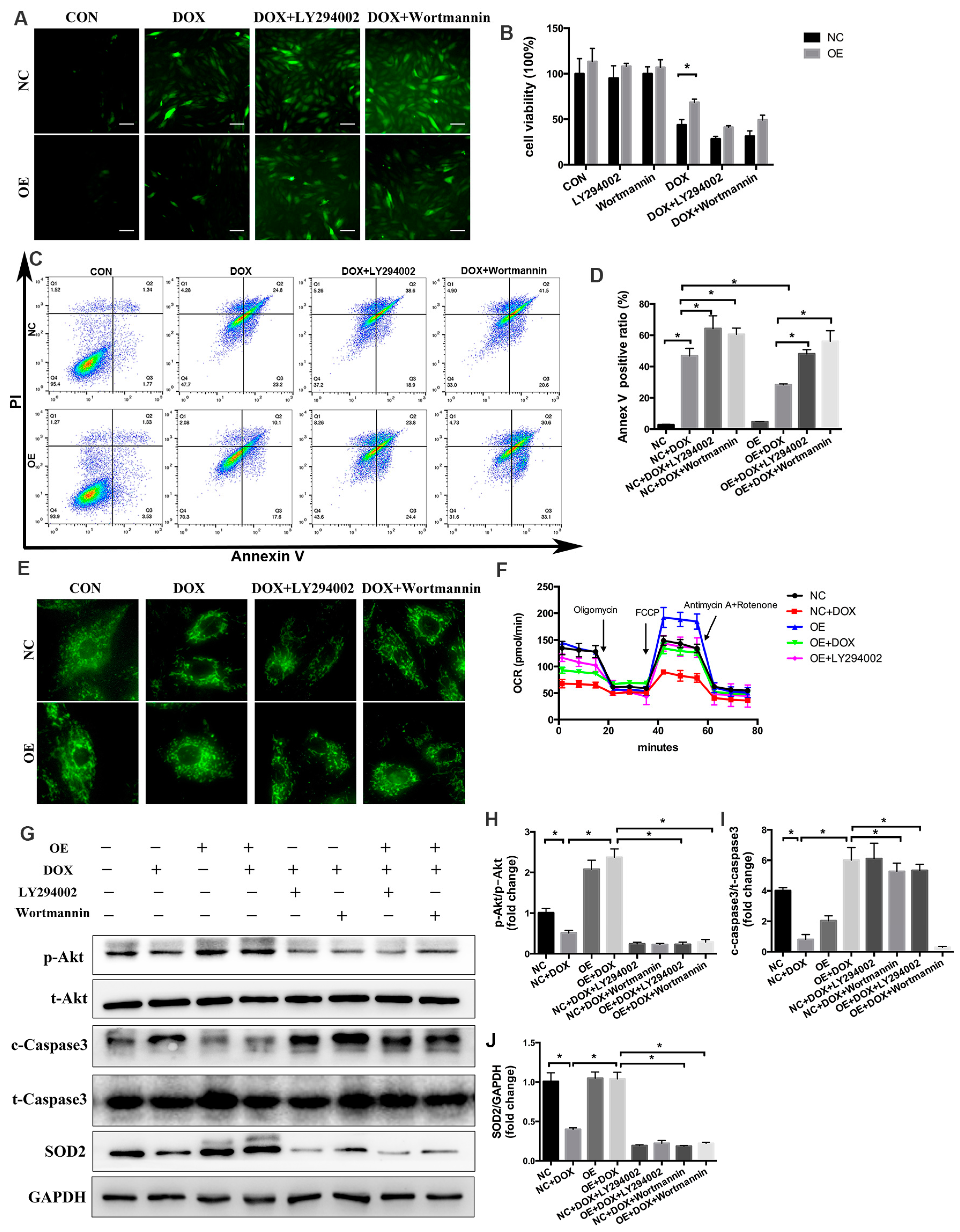 Ijms 24 10400 g007 Ijms 24 10400 g007